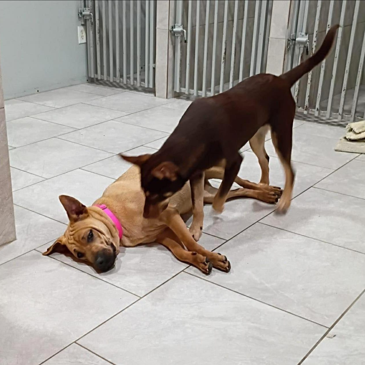 Enlarge Paulette, a ADOPTABLE Mixed Breed in Penfield, NY image 5/6