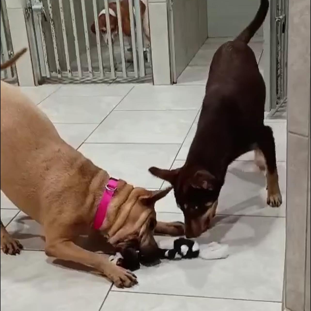 Enlarge Paulette, a ADOPTABLE Mixed Breed in Penfield, NY image 4/6