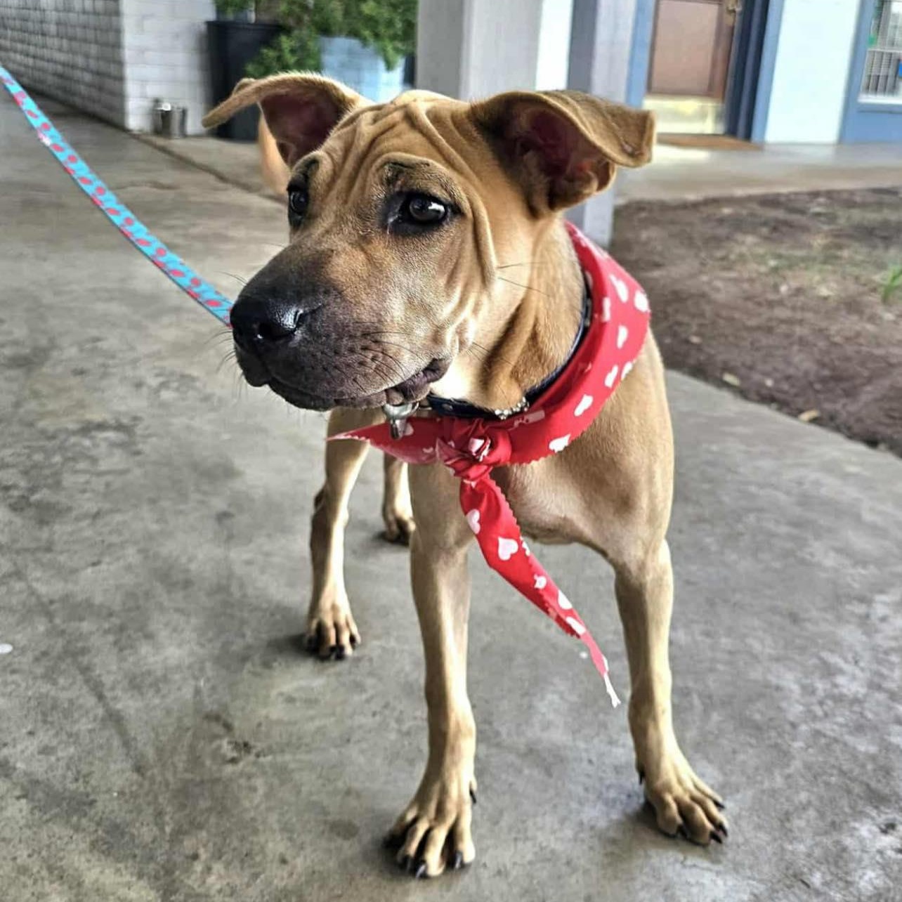 Enlarge Paulette, a ADOPTABLE Mixed Breed in Penfield, NY image 1/6