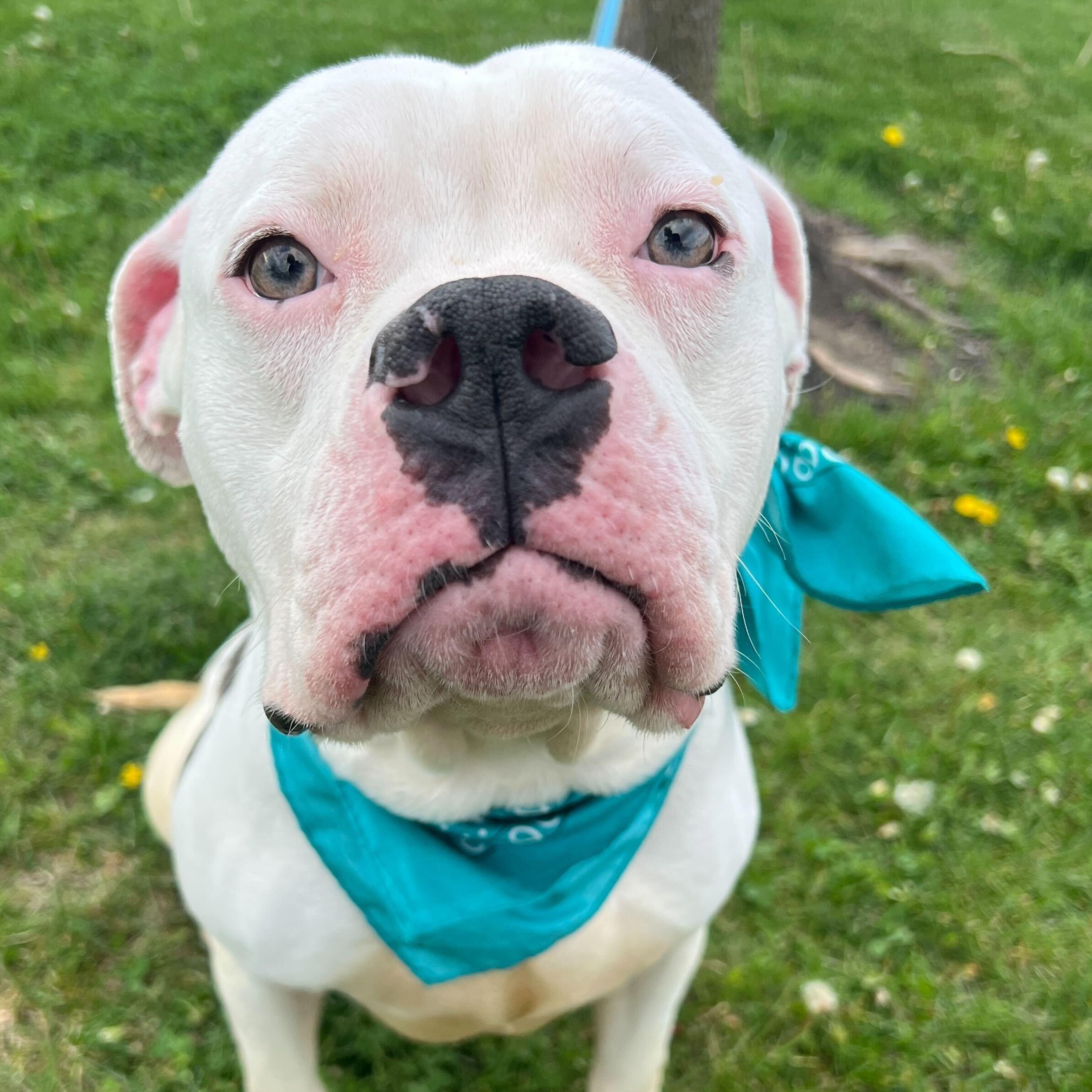 Enlarge Dumbo, a ADOPTABLE Mixed Breed in Canal Winchester, OH image 3/4