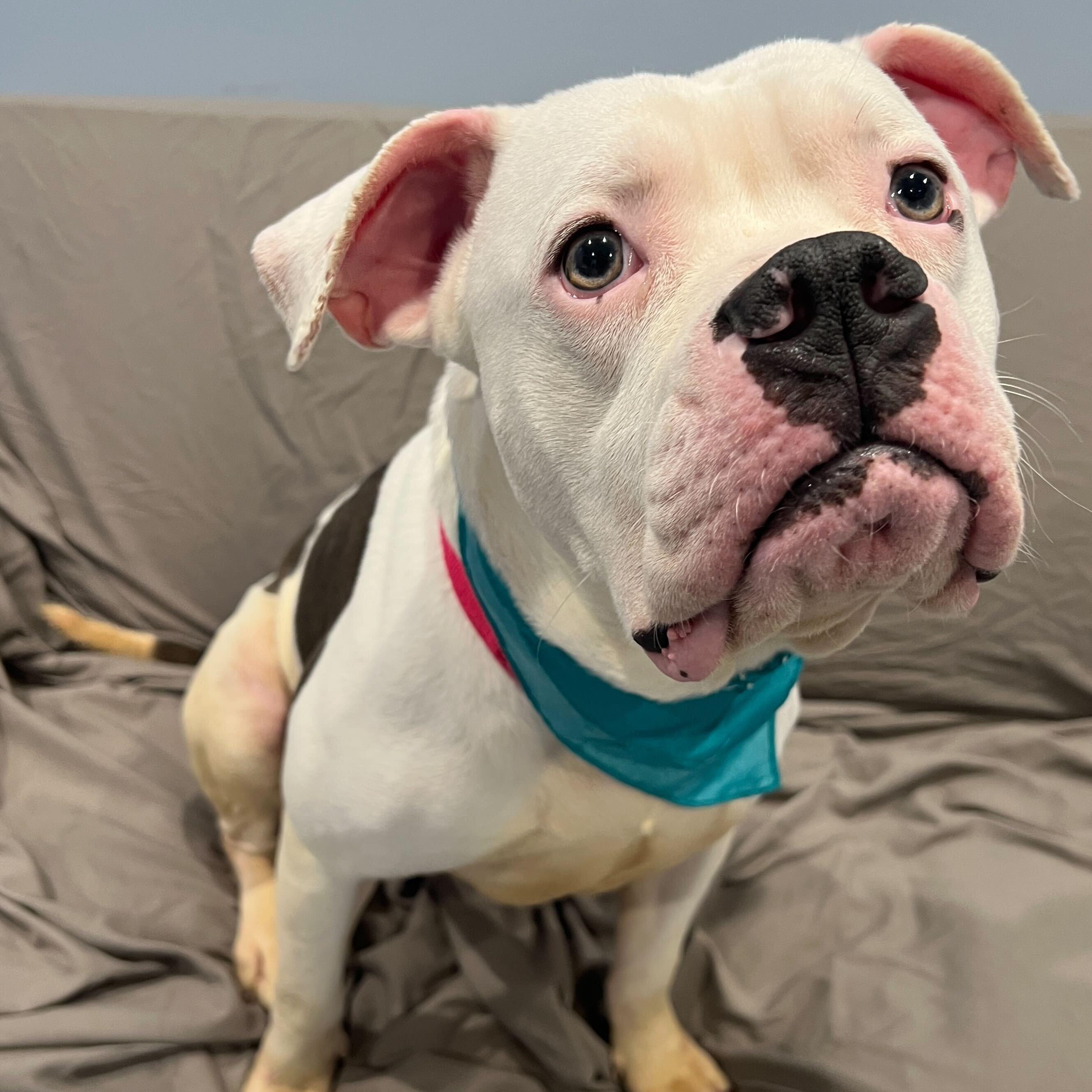 Enlarge Dumbo, a ADOPTABLE Mixed Breed in Canal Winchester, OH image 2/4