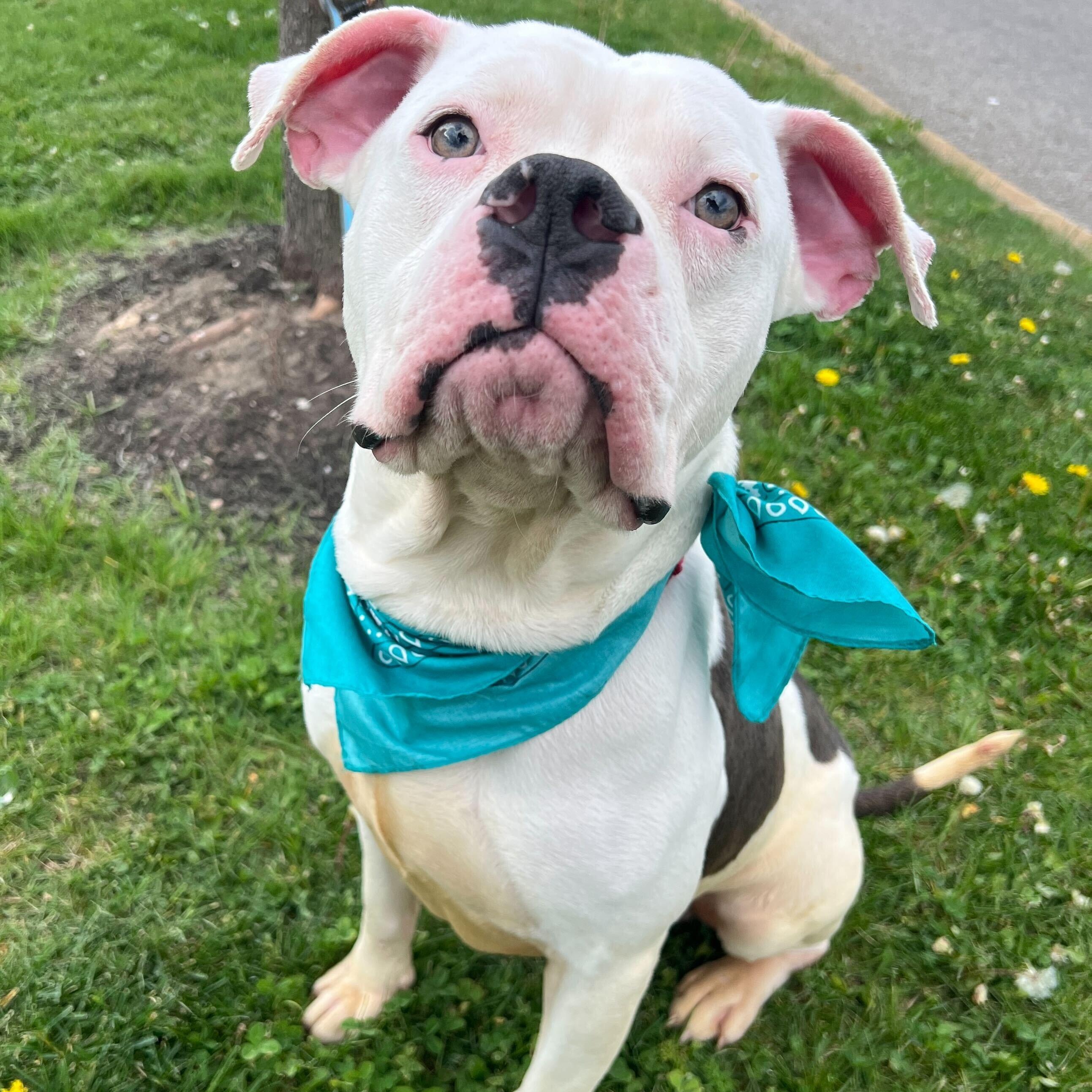 Dumbo, ADOPTABLE, Young Male Mixed Breed.