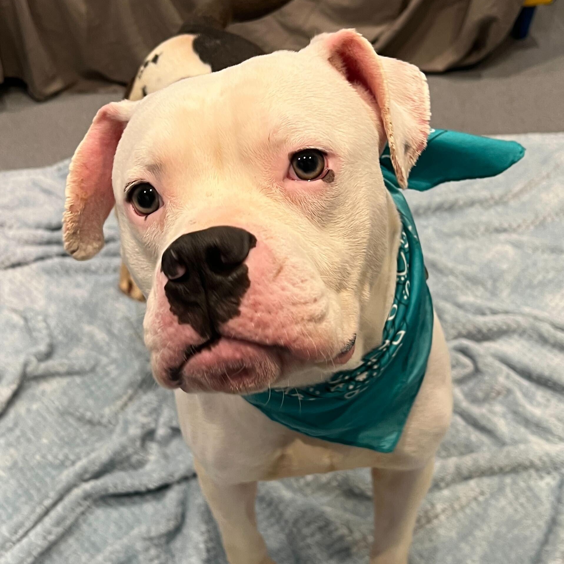 Enlarge Dumbo, a ADOPTABLE Mixed Breed in Canal Winchester, OH image 4/4