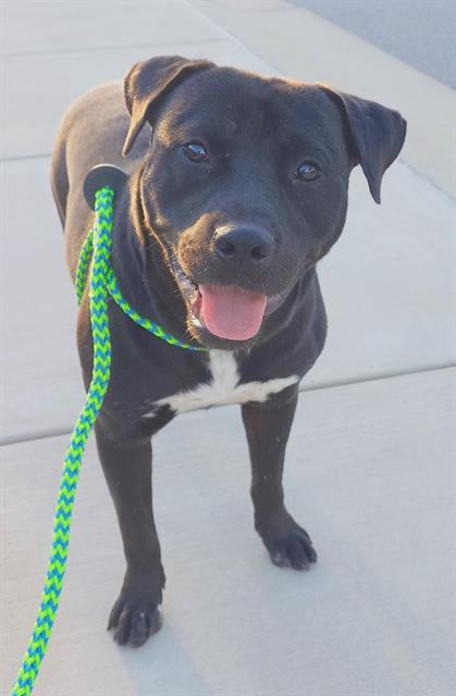 BLUE, Adoptable, Young Male Terrier & Mixed Breed.