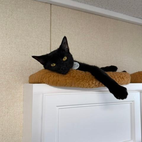 Honeycrisp, Adoptable, Young Female Domestic Short Hair.