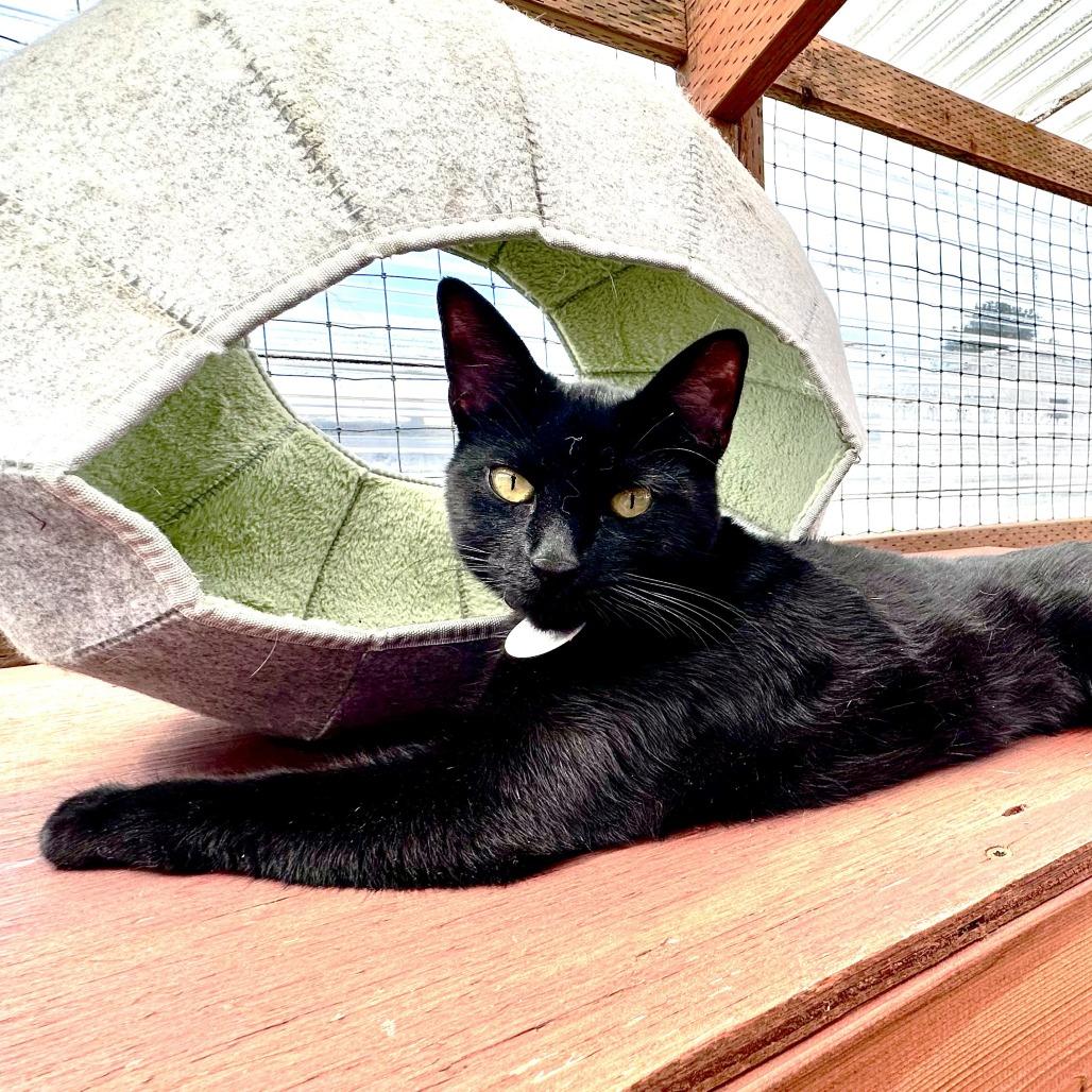 Enlarge Honeycrisp, a Adoptable Domestic Short Hair in Washougal, WA image 2/4