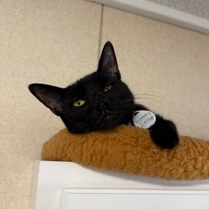 Enlarge Honeycrisp, a Adoptable Domestic Short Hair in Washougal, WA image 3/4