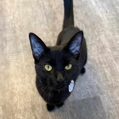 Enlarge Honeycrisp, a Adoptable Domestic Short Hair in Washougal, WA image 4/4
