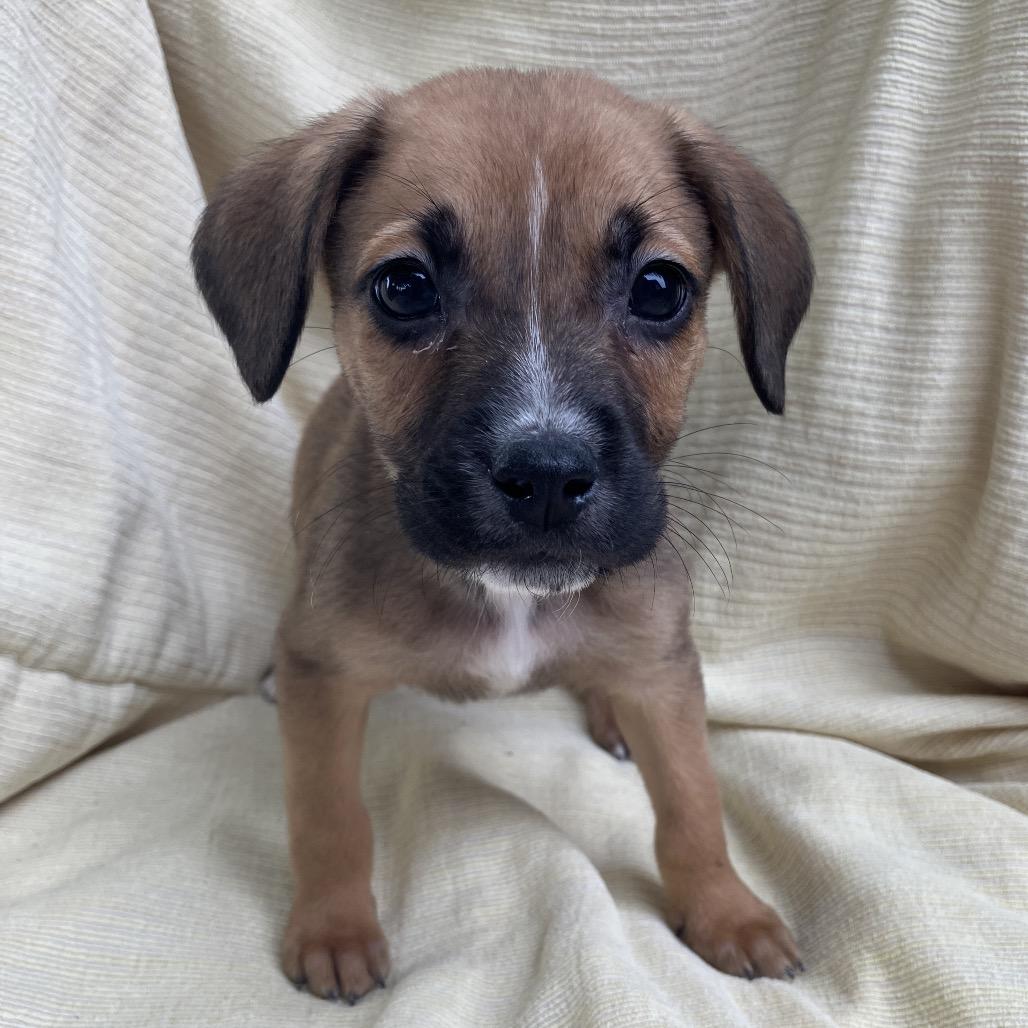 Enlarge Brenda from Accounting, a Adoptable Mixed Breed in Pulaski, TN image 1/4