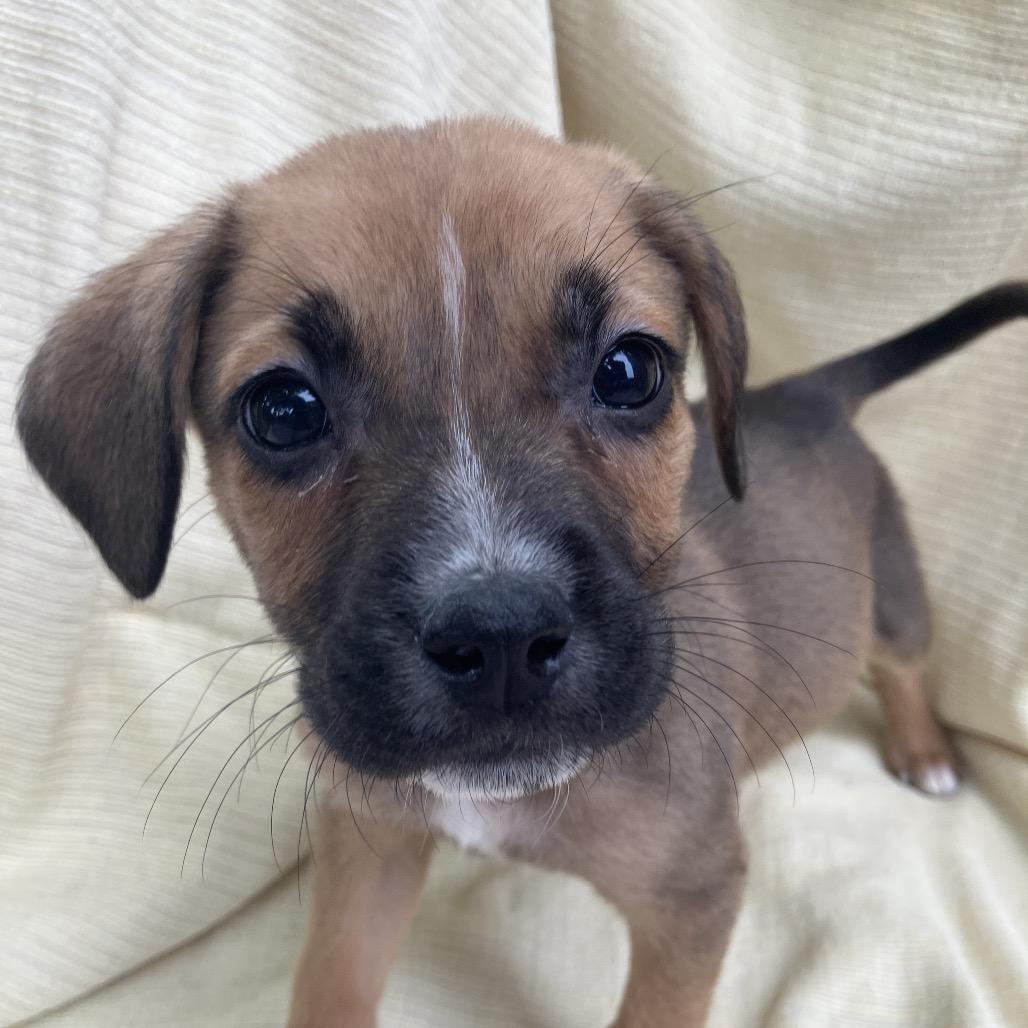 Enlarge Brenda from Accounting, a Adoptable Mixed Breed in Pulaski, TN image 2/4