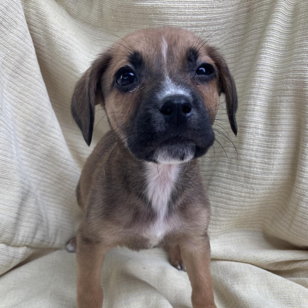 Enlarge Brenda from Accounting, a Adoptable Mixed Breed in Pulaski, TN image 4/4