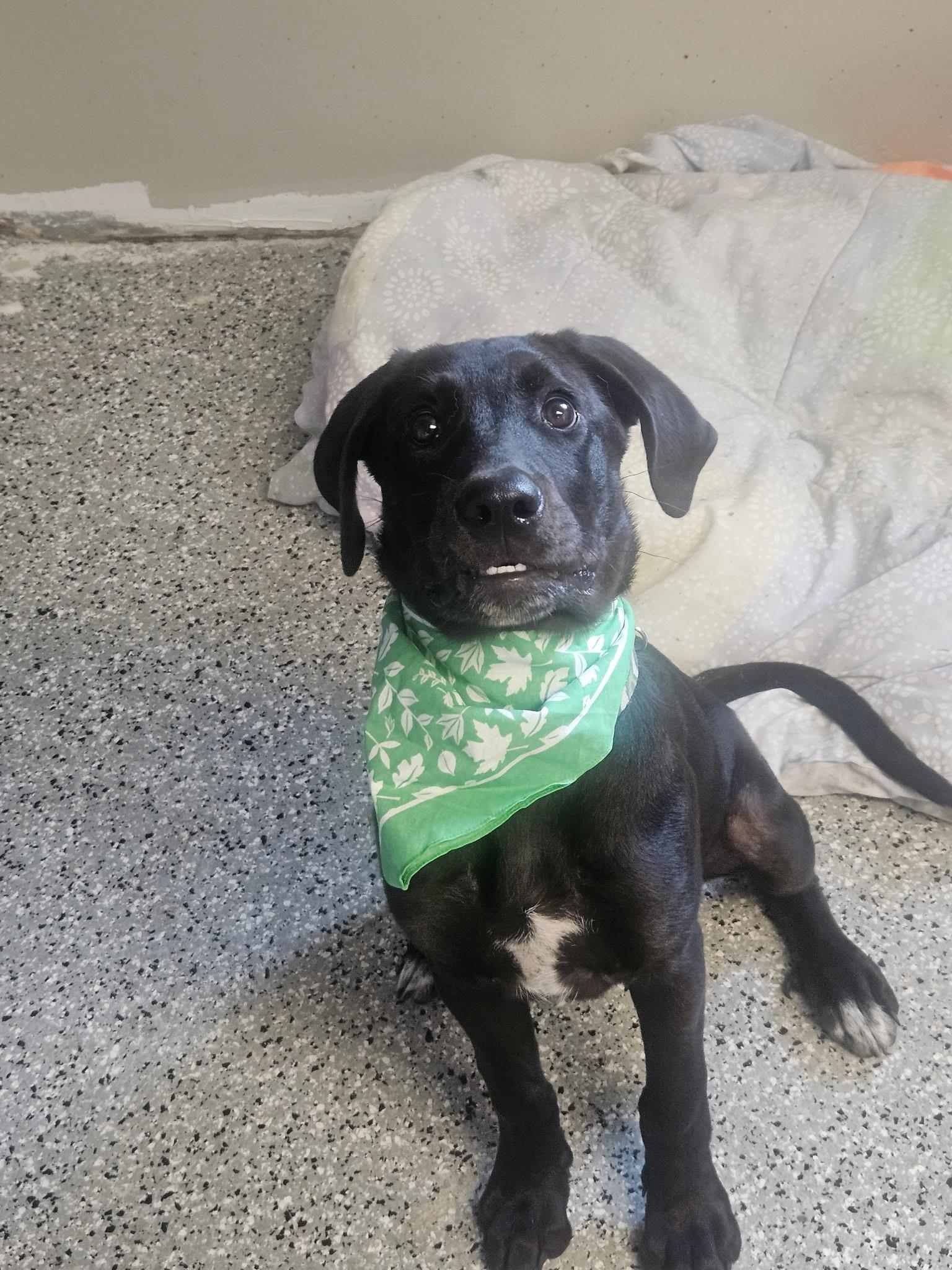 Wilson, an adopted mixed breed in Mokena, IL image 5/5