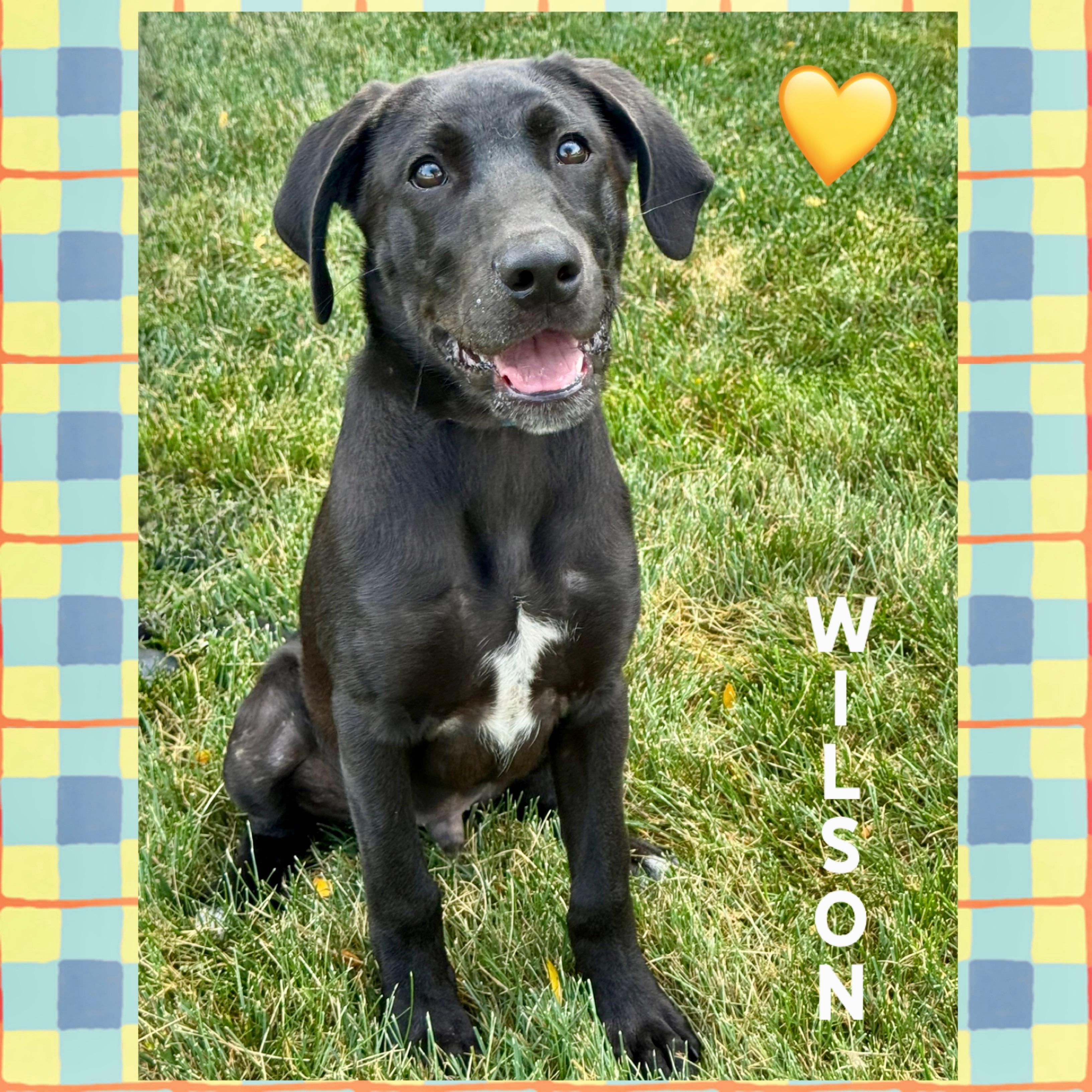 Wilson, an adopted mixed breed in Mokena, IL image 1/5