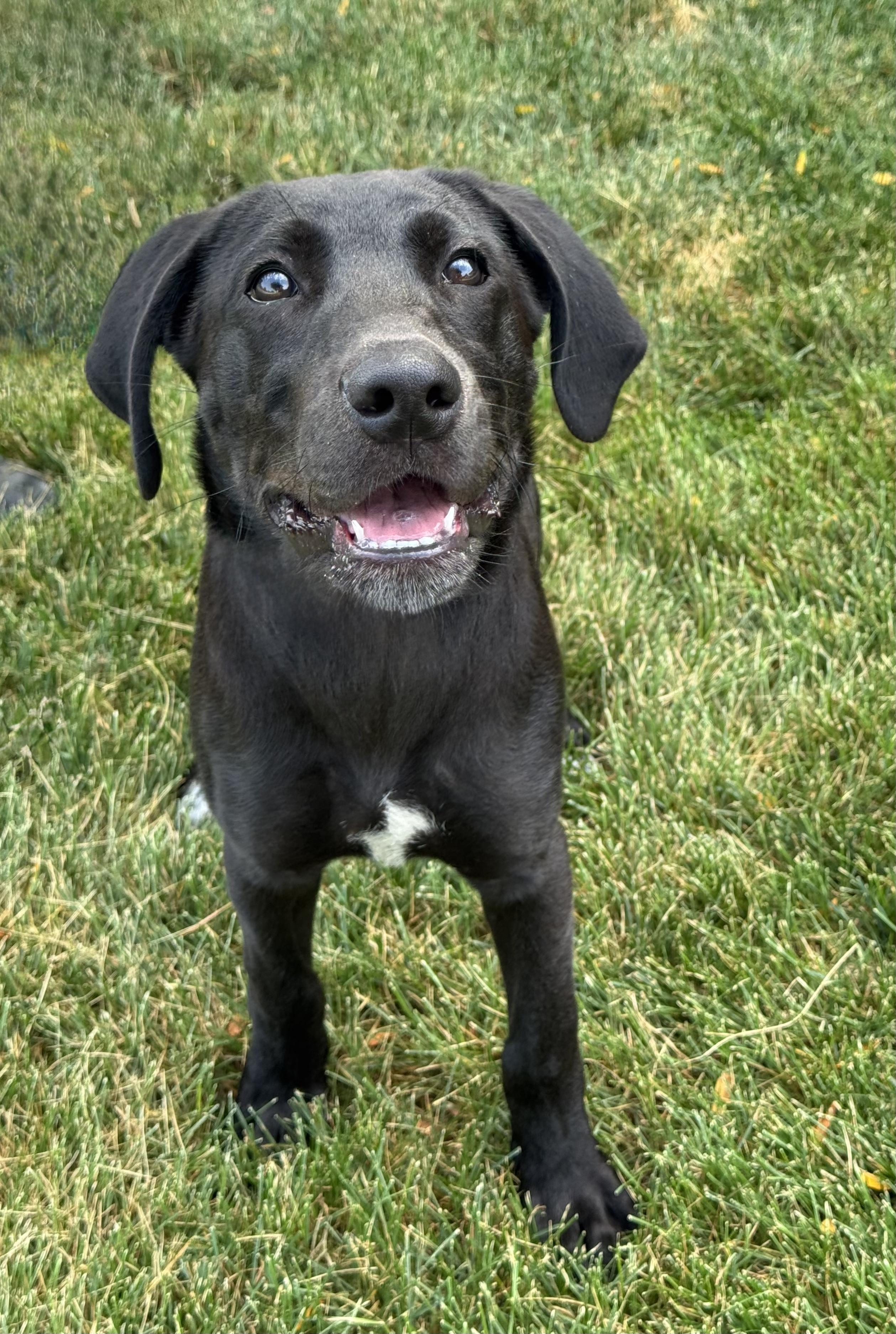 Wilson, an adopted mixed breed in Mokena, IL image 3/5