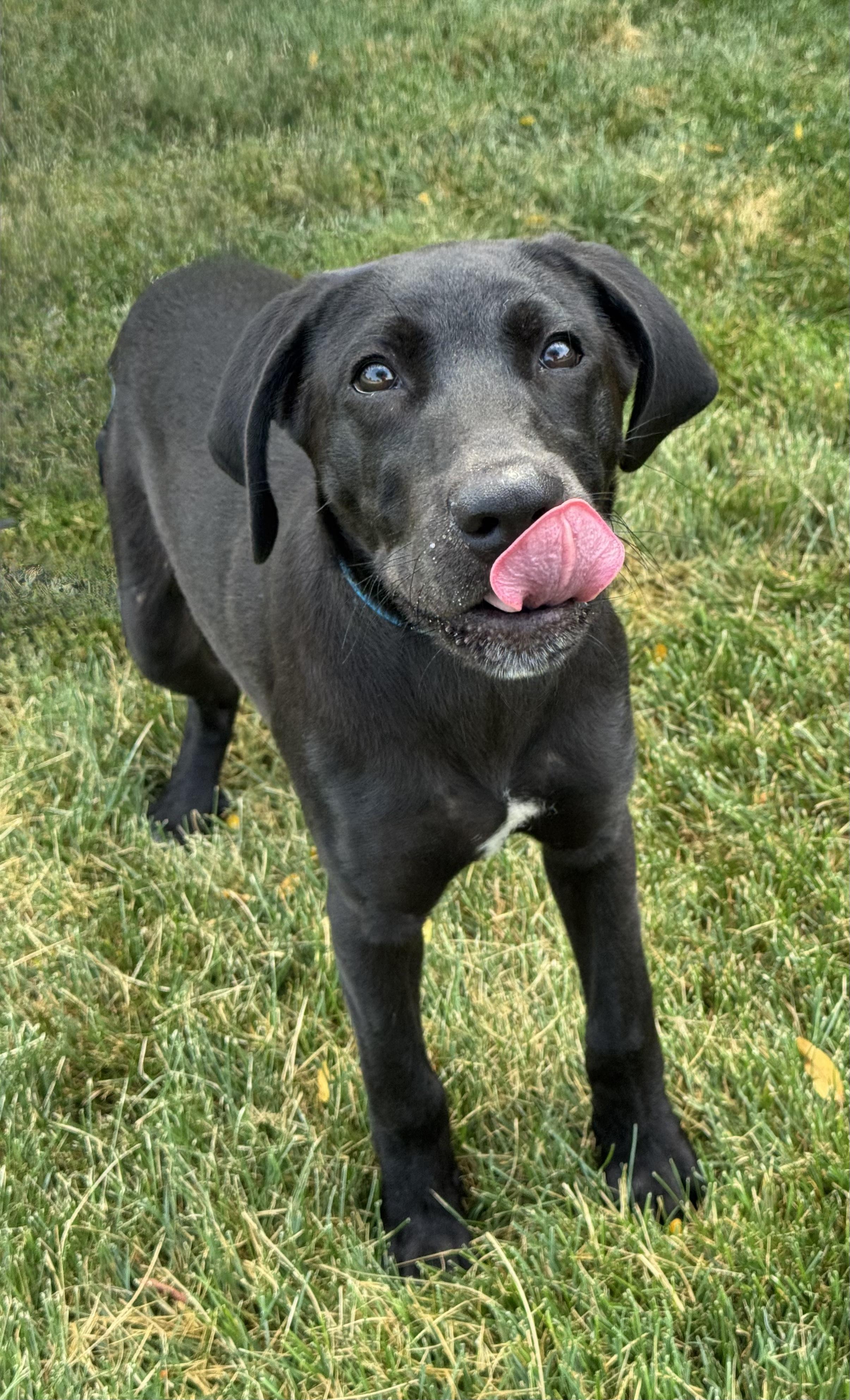 Wilson, an adopted mixed breed in Mokena, IL image 2/5