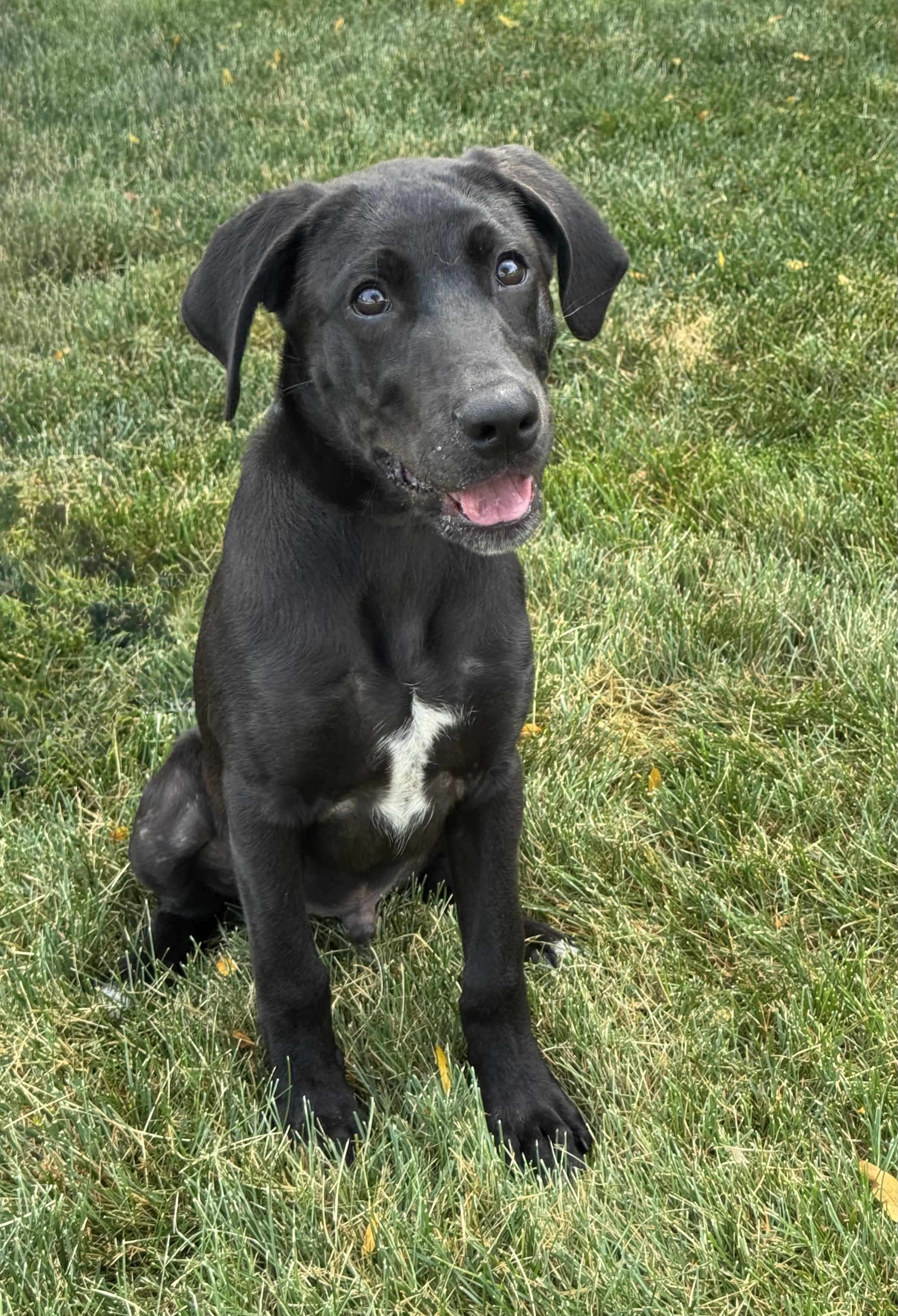 Wilson, an adopted mixed breed in Mokena, IL image 4/5