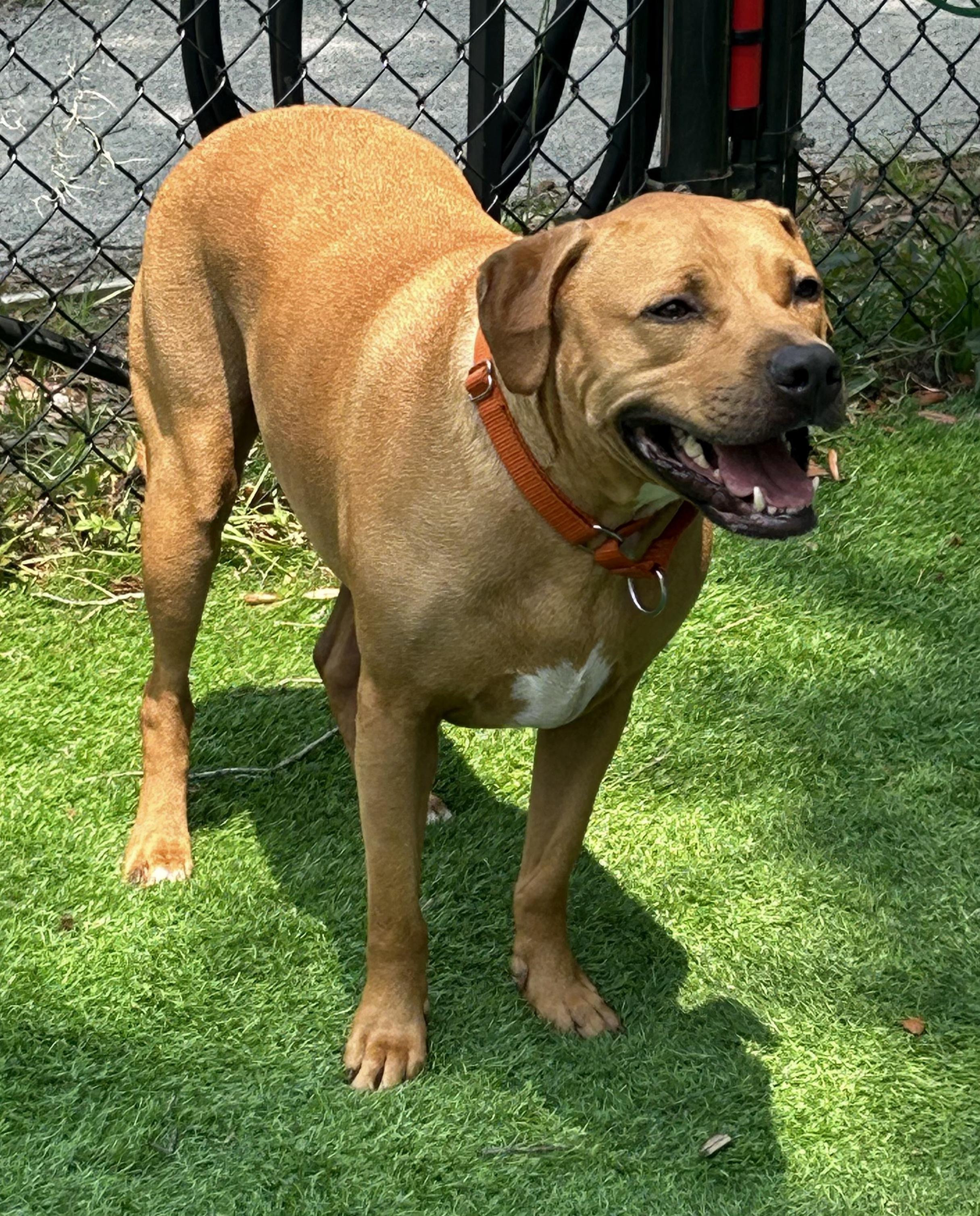 Woody, an adopted mixed breed in Pawleys Island, SC image 2/2