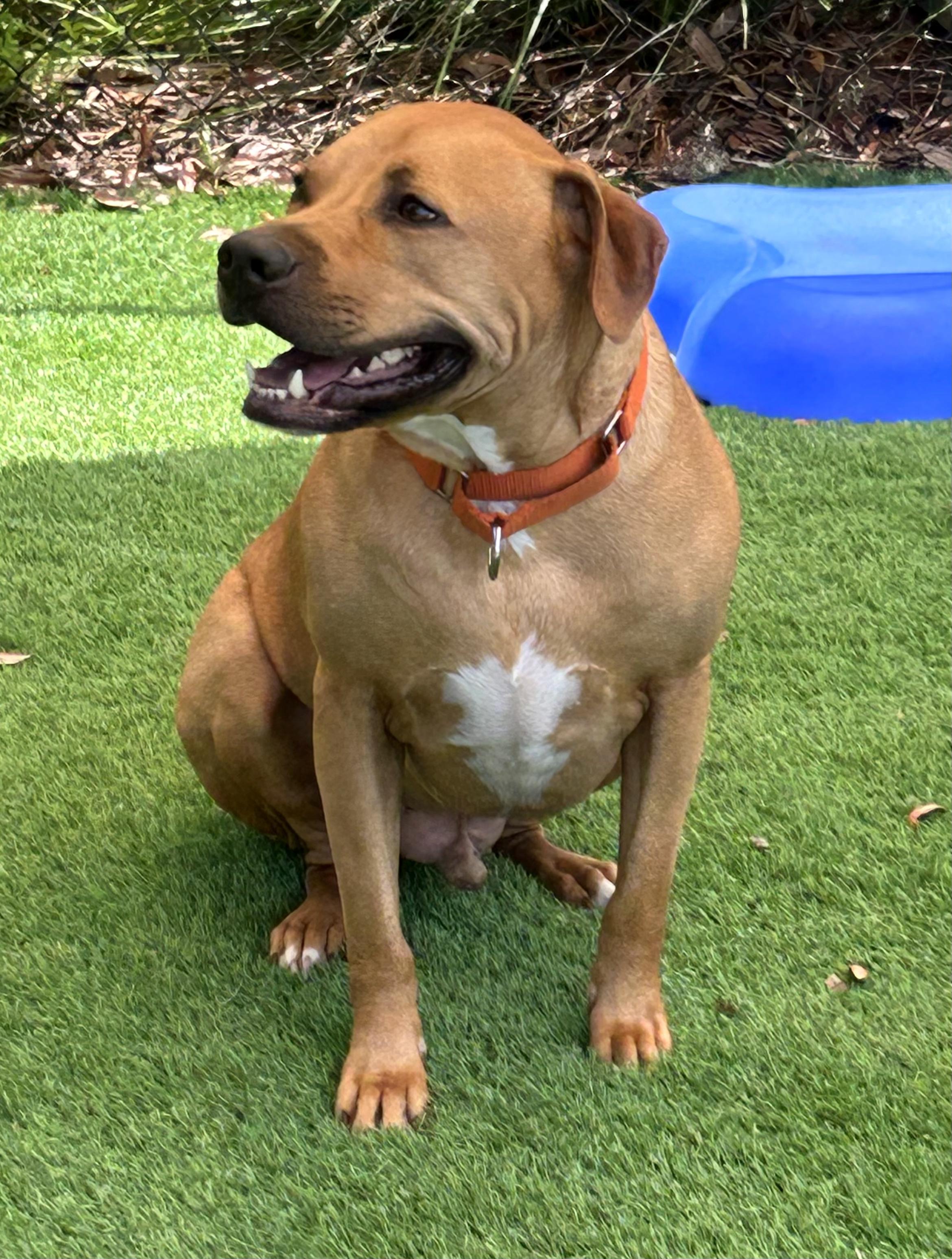 Woody, adopted, Adult Male Mastiff.