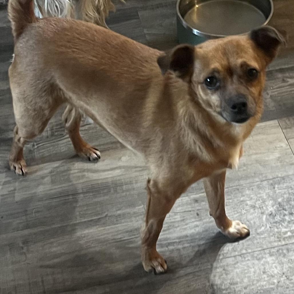 Stewert, Adoptable, Adult Male Chihuahua & Mixed Breed.