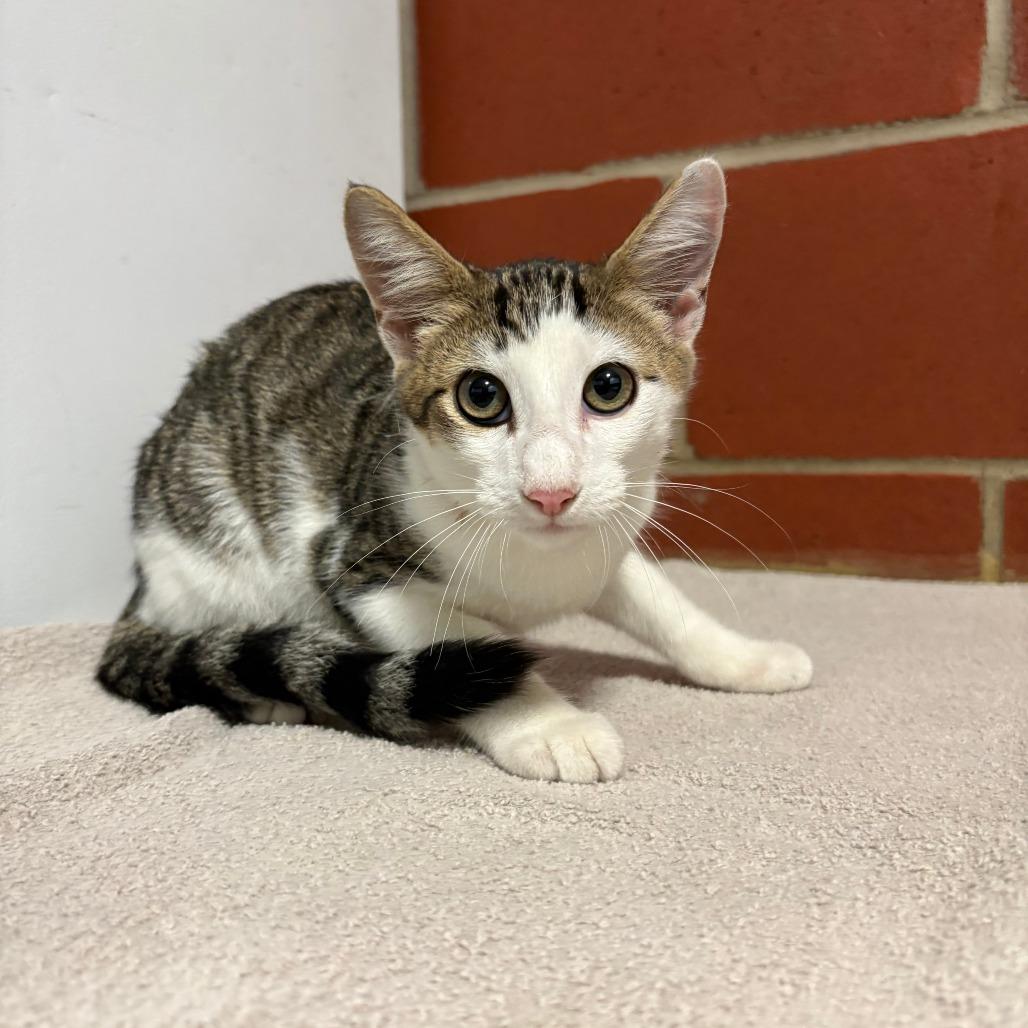 Enlarge Pot Pie, a Adoptable Domestic Short Hair in Cabot, AR image 1/1