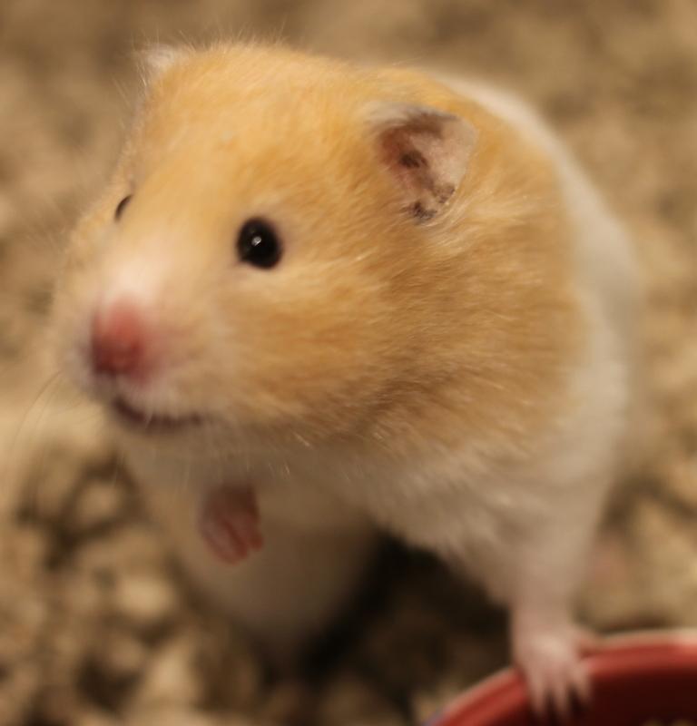 Enlarge Rosie, a ADOPTABLE Hamster in Budd Lake, NJ image 4/6