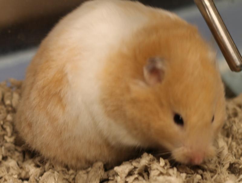 Enlarge Rosie, a ADOPTABLE Hamster in Budd Lake, NJ image 2/6