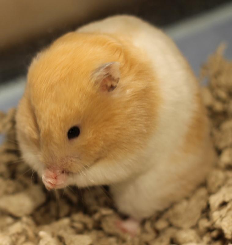 Enlarge Rosie, a ADOPTABLE Hamster in Budd Lake, NJ image 6/6