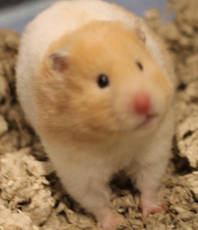 Enlarge Rosie, a ADOPTABLE Hamster in Budd Lake, NJ image 1/6