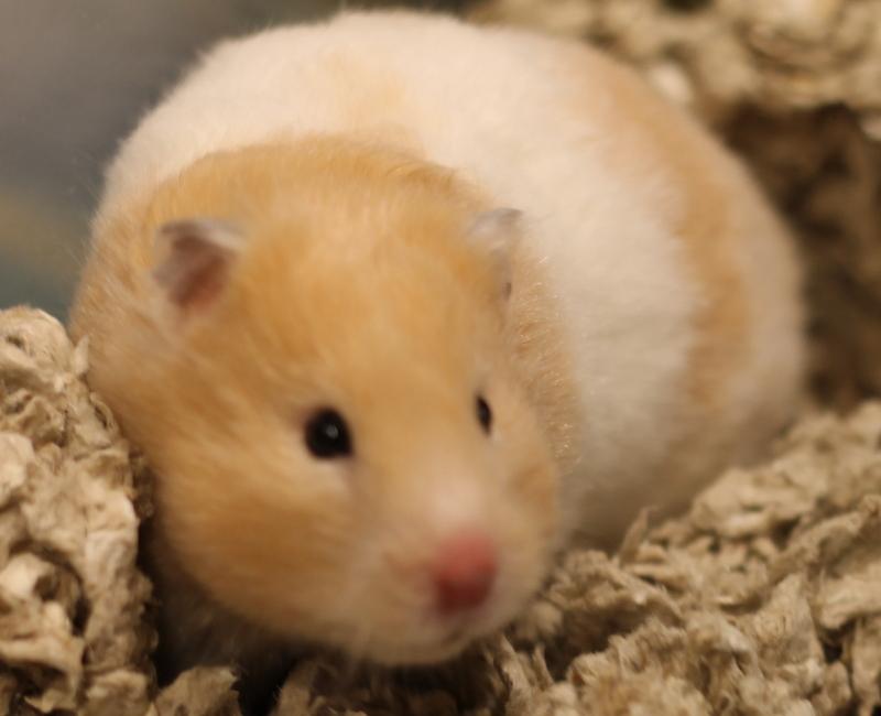 Enlarge Rosie, a ADOPTABLE Hamster in Budd Lake, NJ image 5/6