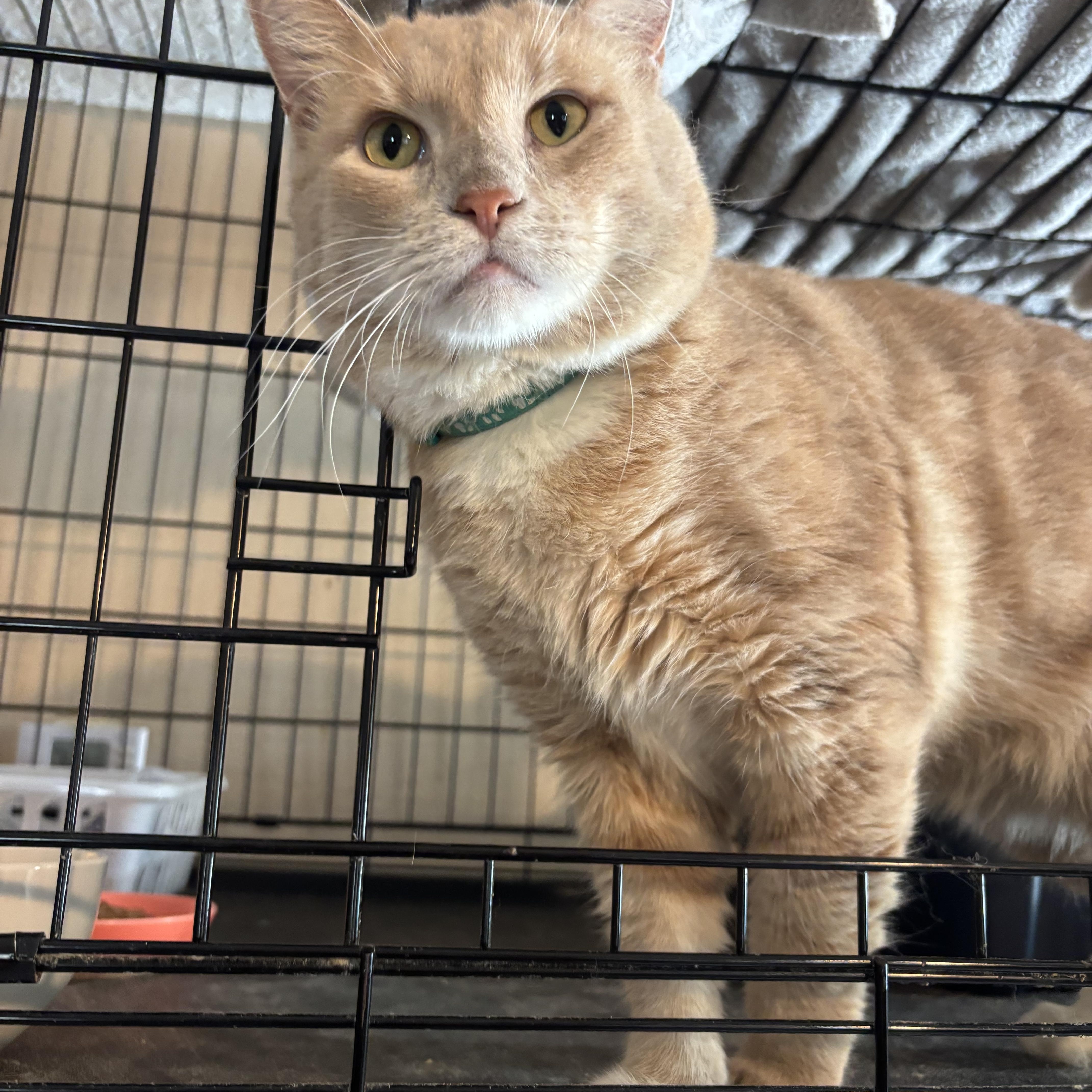 Enlarge Romeo, an adoptable Domestic Medium Hair in Lake Worth, FL image 3/3