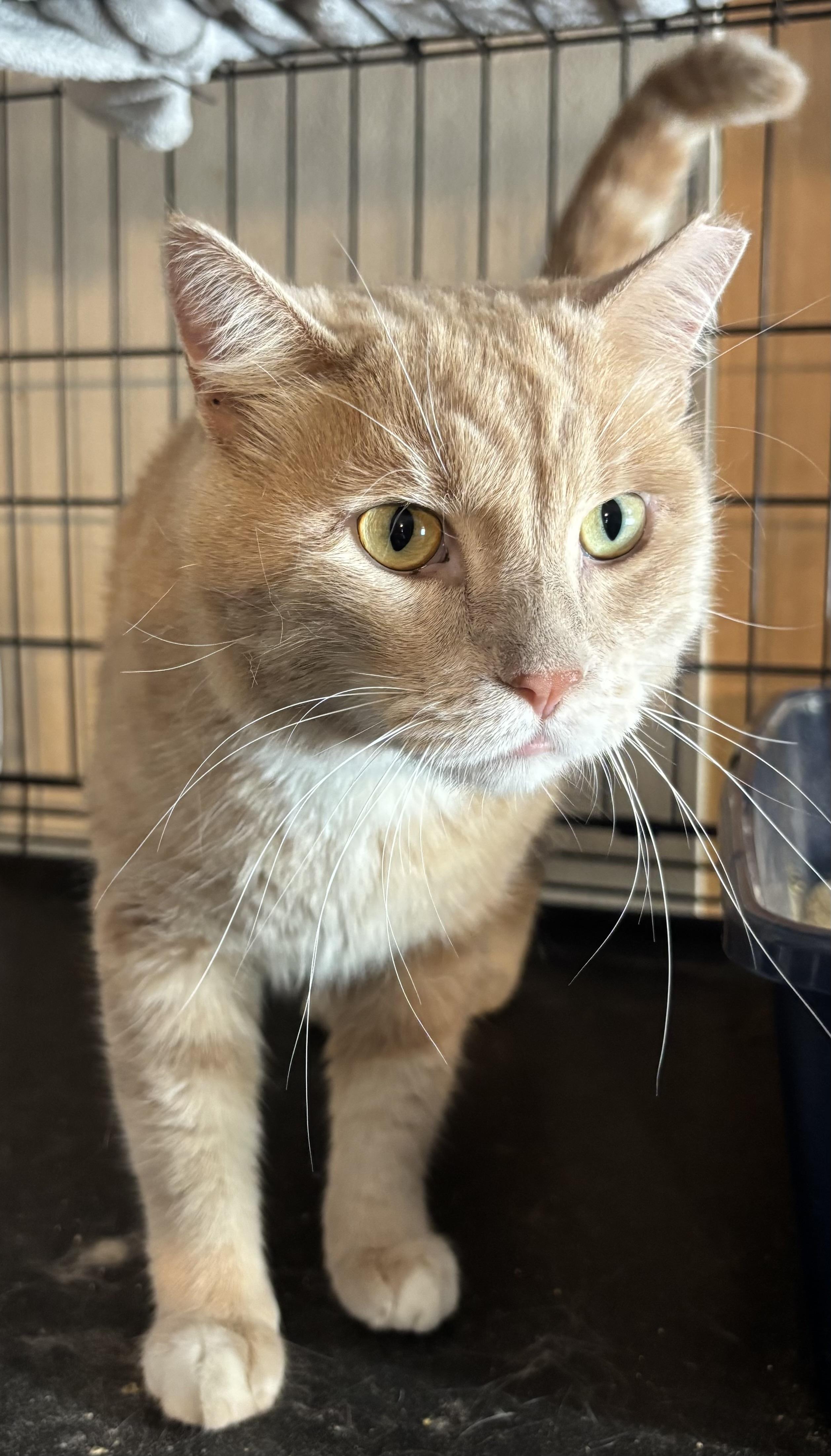 Romeo, adoptable, Adult Male Domestic Medium Hair.