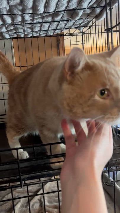 Enlarge Romeo, an adoptable Domestic Medium Hair in Lake Worth, FL video 2/3