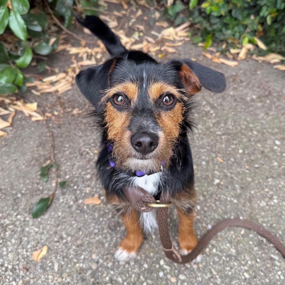 Pixie, Adoptable, Young Female Chihuahua & Terrier.