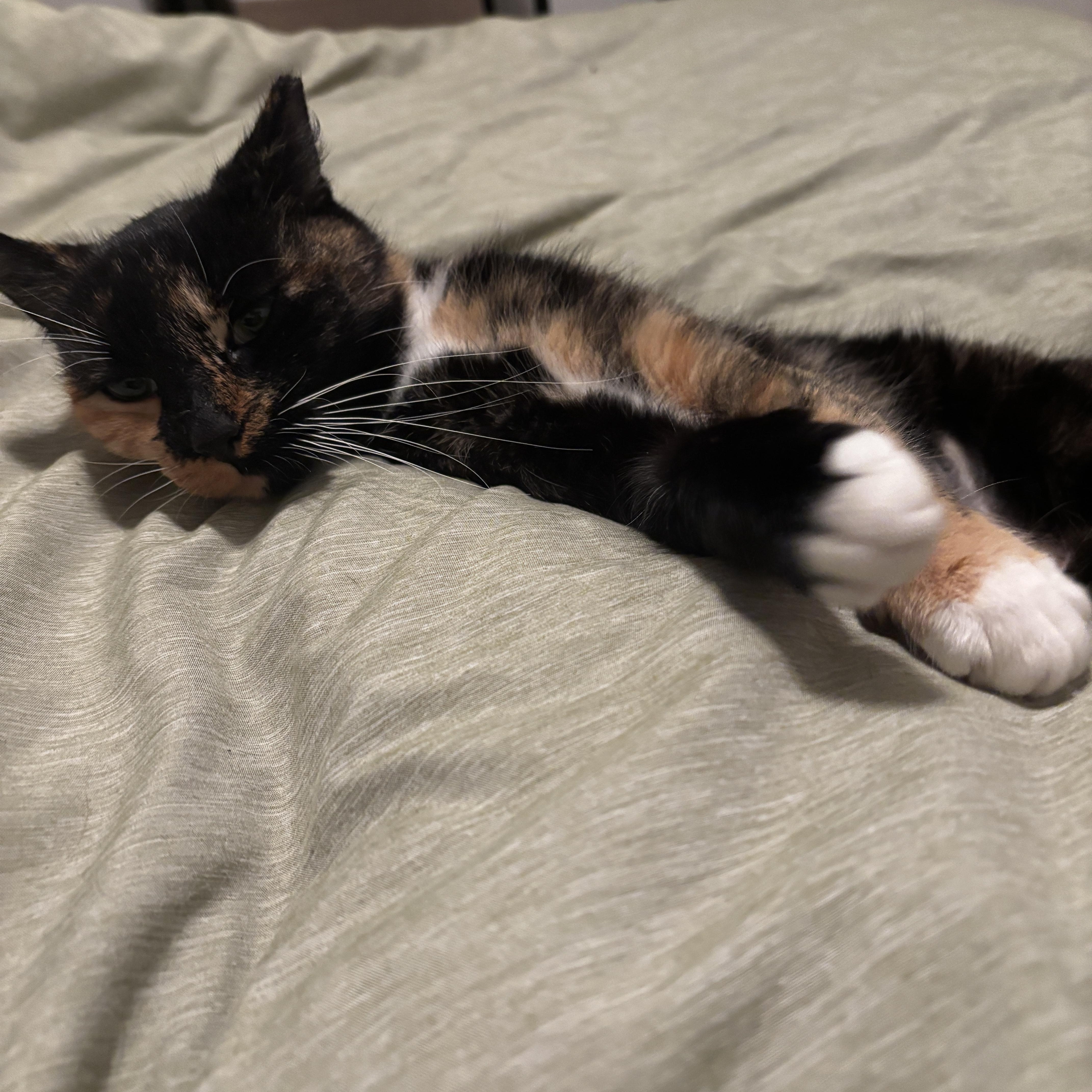 Valerie, a Adoptable mixed breed in Hyattsville, MD image 3/4