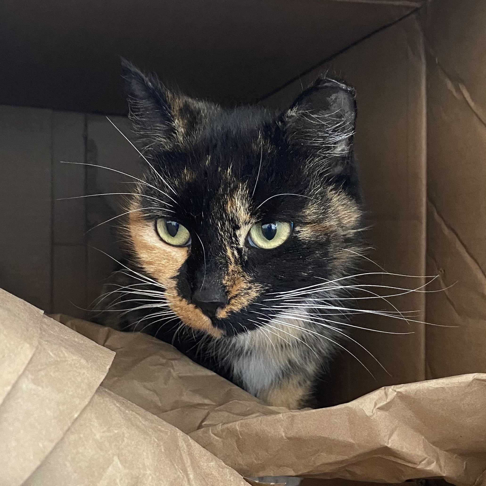 Valerie, a Adoptable mixed breed in Hyattsville, MD image 2/4