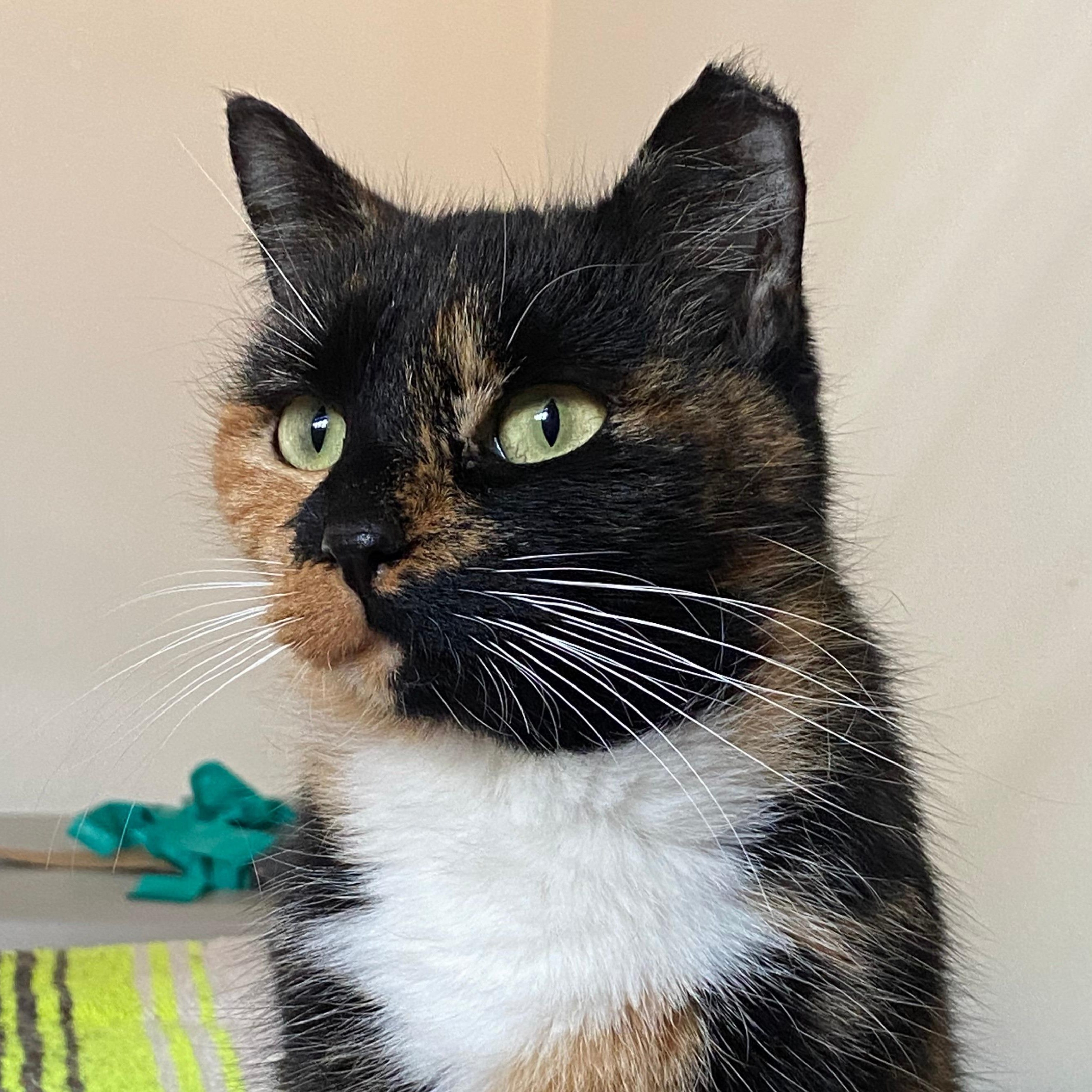 Valerie, a Adoptable mixed breed in Hyattsville, MD image 1/4