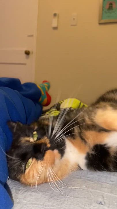 Enlarge Valerie, a Adoptable mixed breed in Hyattsville, MD video 4/4