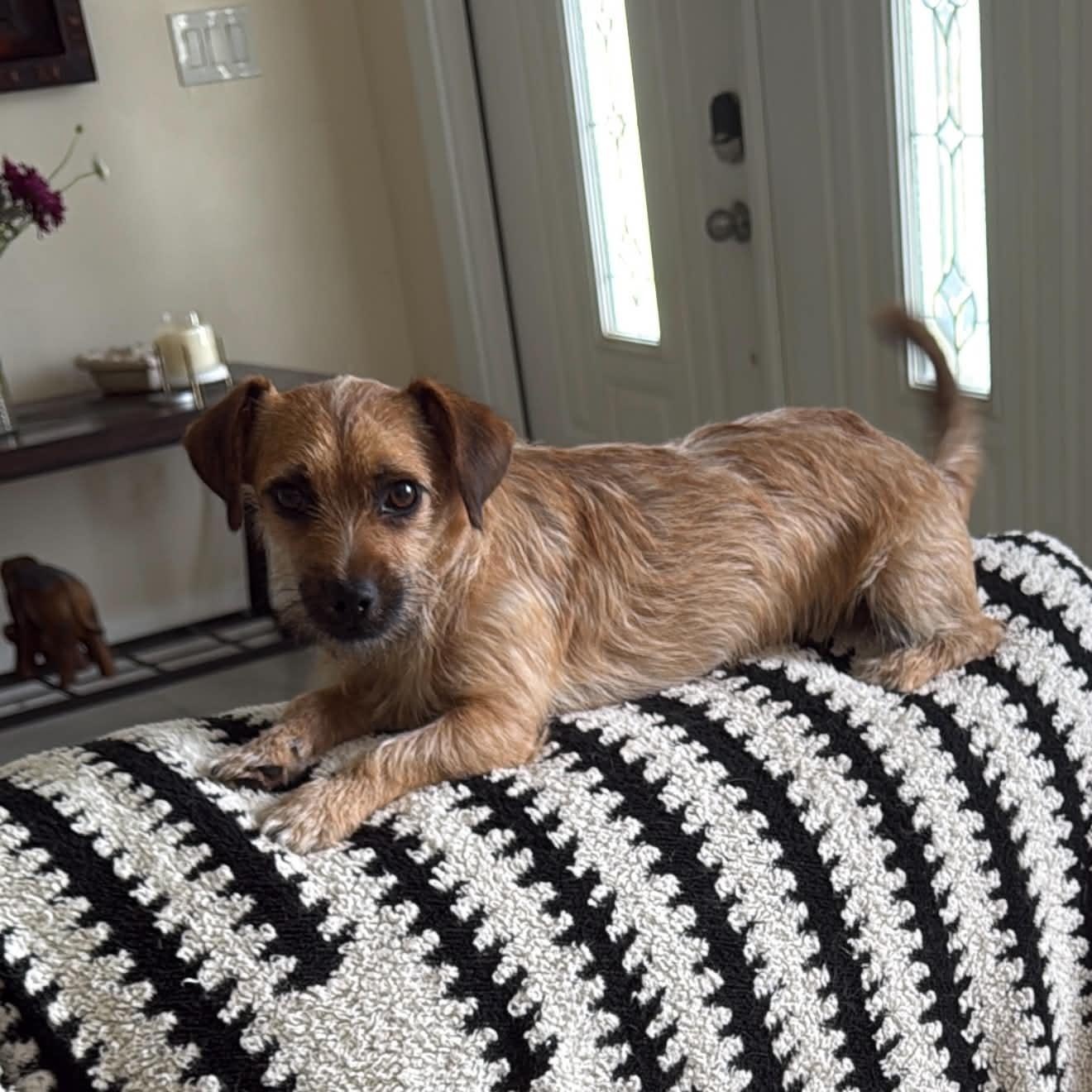 Nico, a ADOPTABLE mixed breed in LEHIGH ACRES, FL image 3/6
