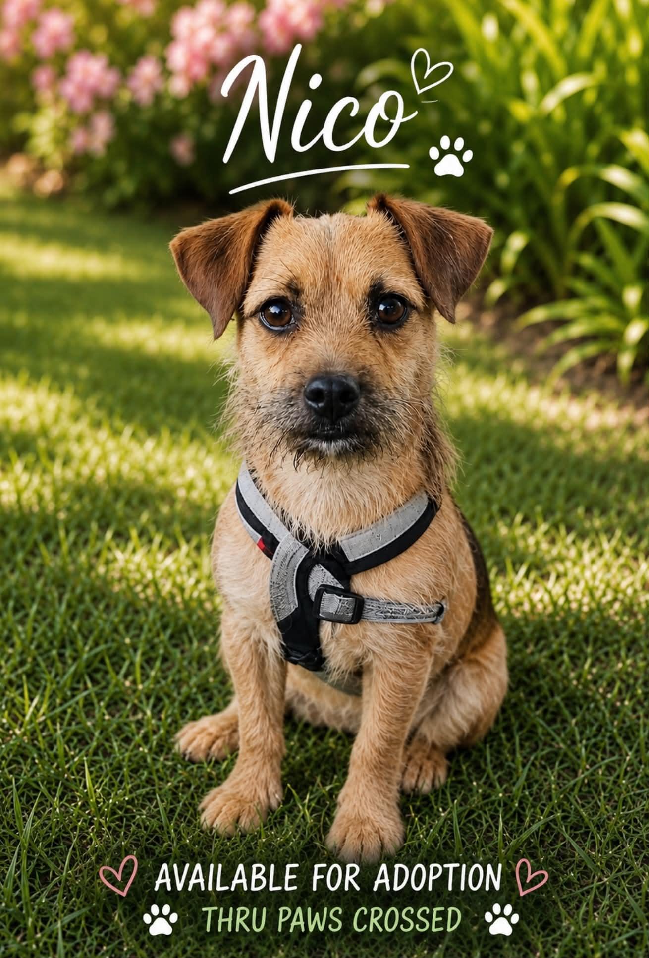 Nico, a ADOPTABLE mixed breed in LEHIGH ACRES, FL image 2/6