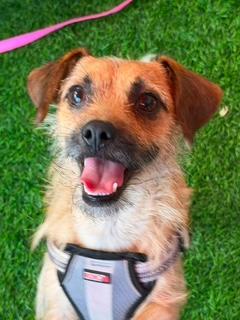 Nico, a ADOPTABLE mixed breed in LEHIGH ACRES, FL image 1/6