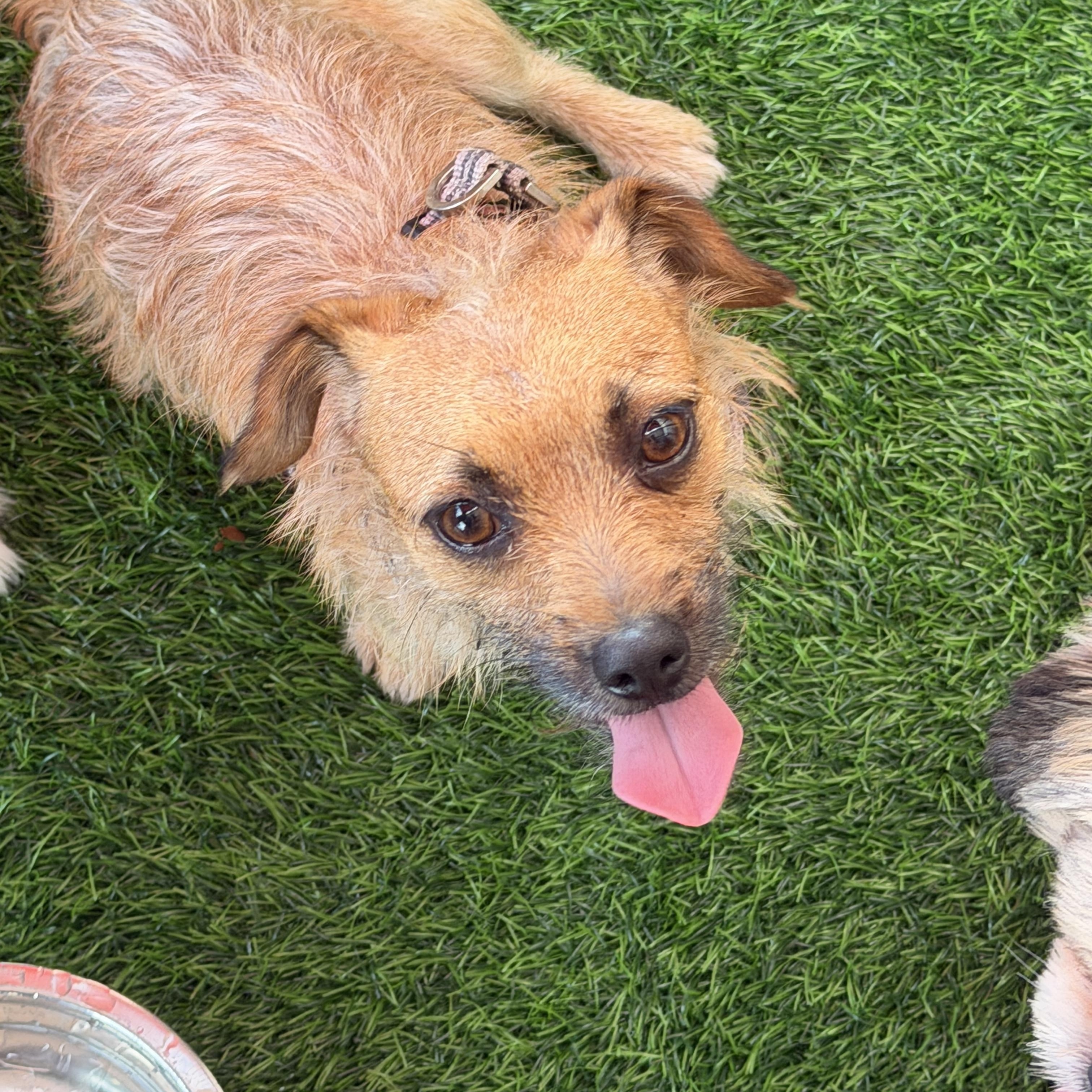 Nico, a ADOPTABLE mixed breed in LEHIGH ACRES, FL image 6/6