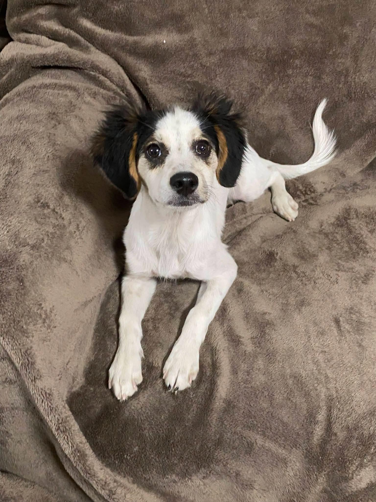 Cello, ADOPTABLE, Puppy Male Spaniel.