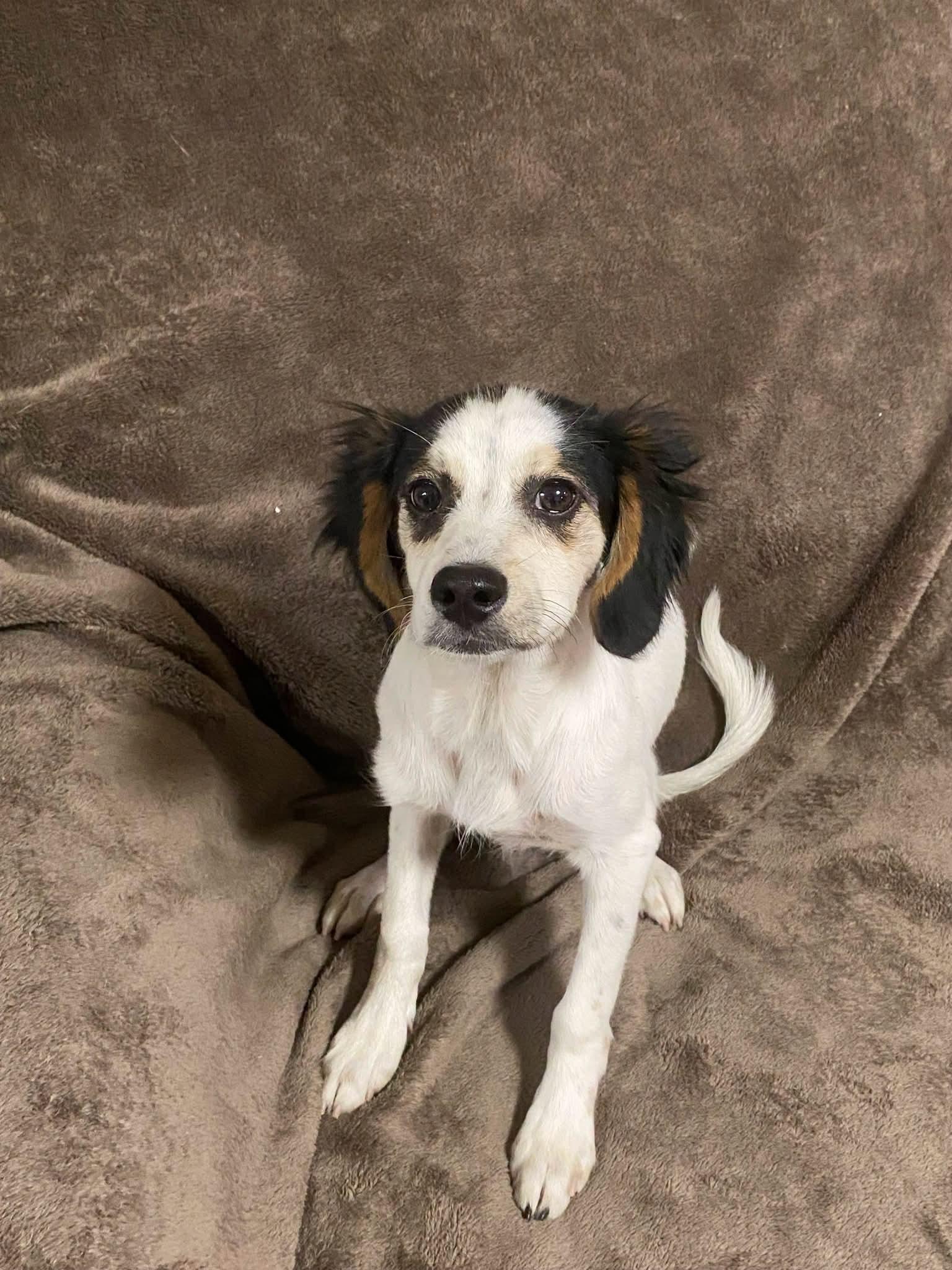 Cello, a ADOPTABLE mixed breed in Oakland, CA image 5/6