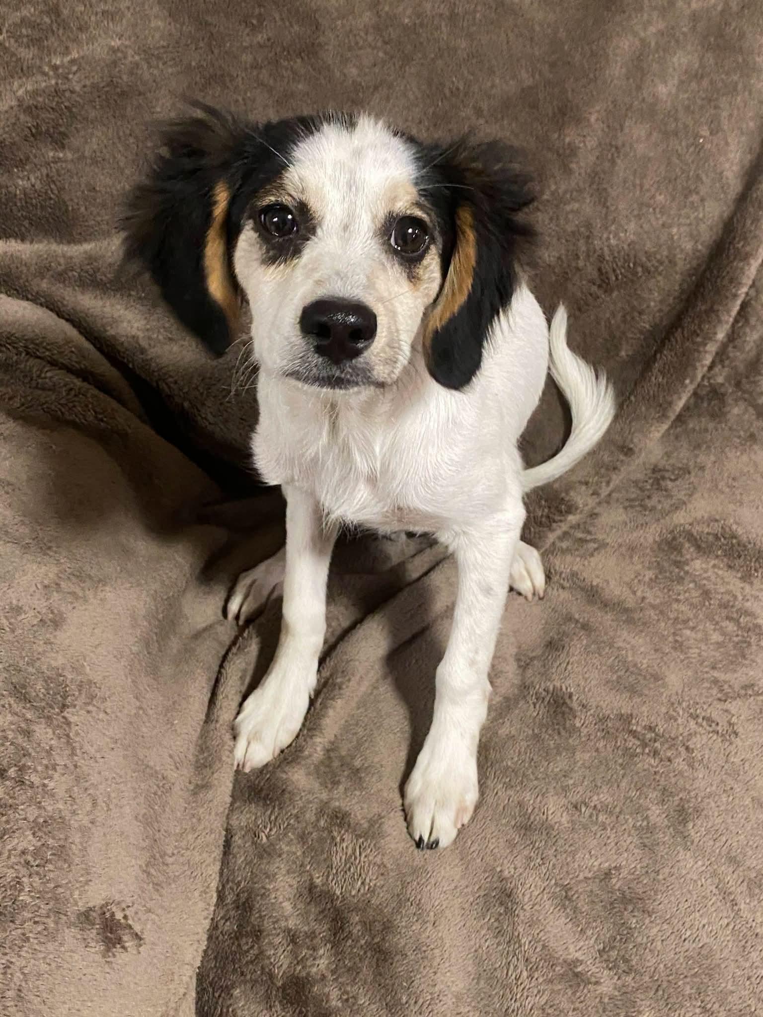 Cello, a ADOPTABLE mixed breed in Oakland, CA image 2/6