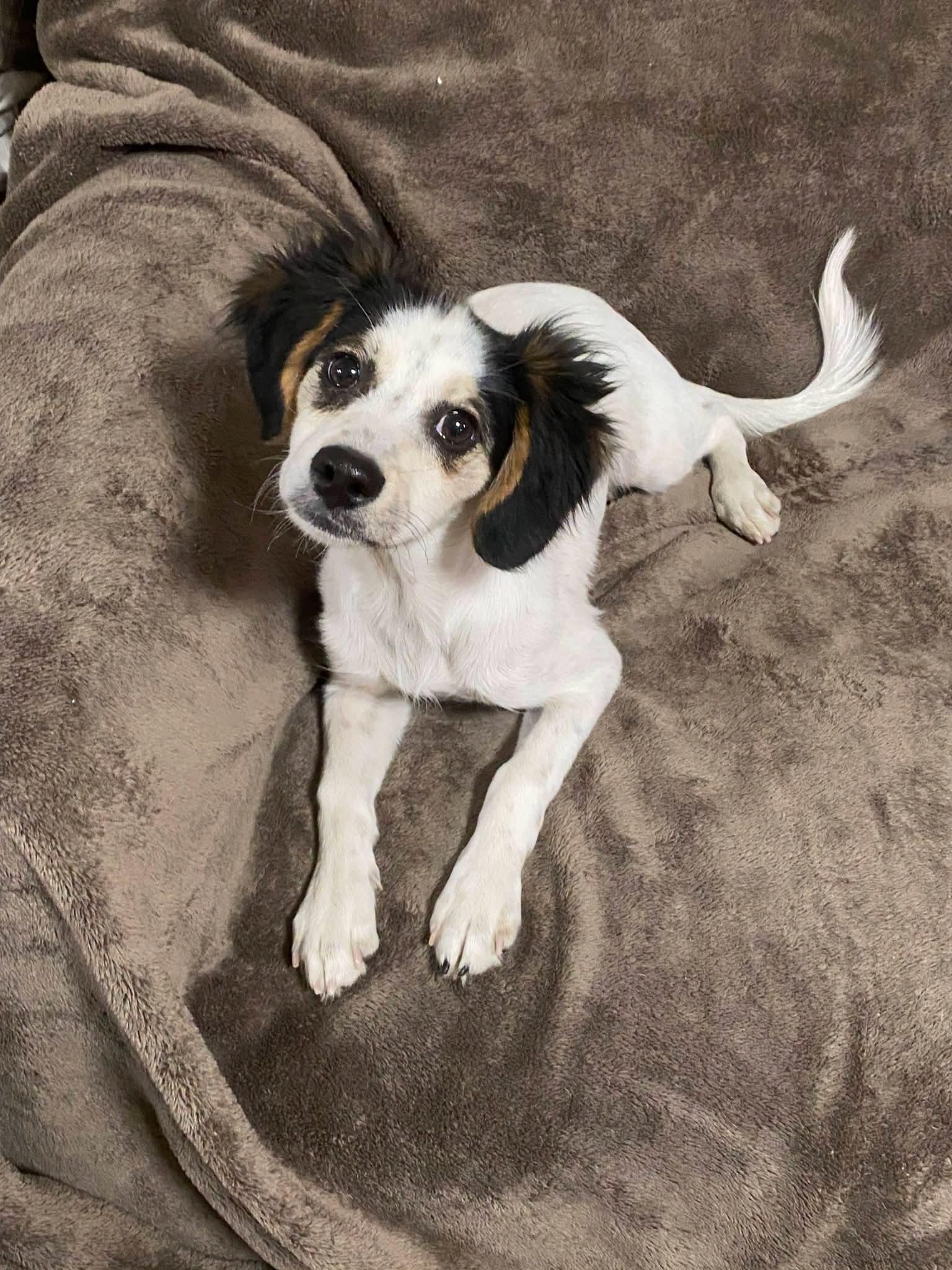 Cello, a ADOPTABLE mixed breed in Oakland, CA image 3/6