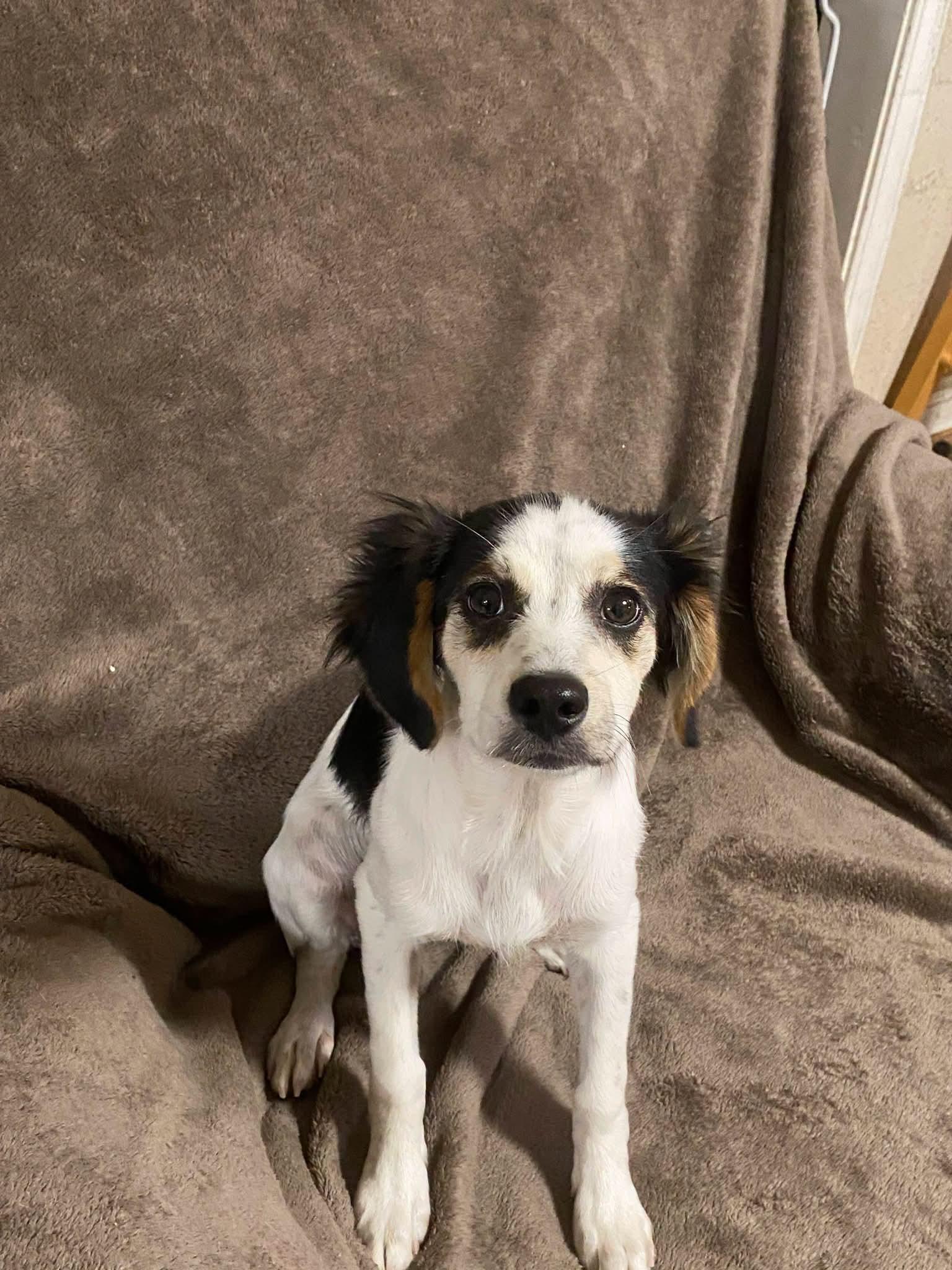 Cello, a ADOPTABLE mixed breed in Oakland, CA image 6/6