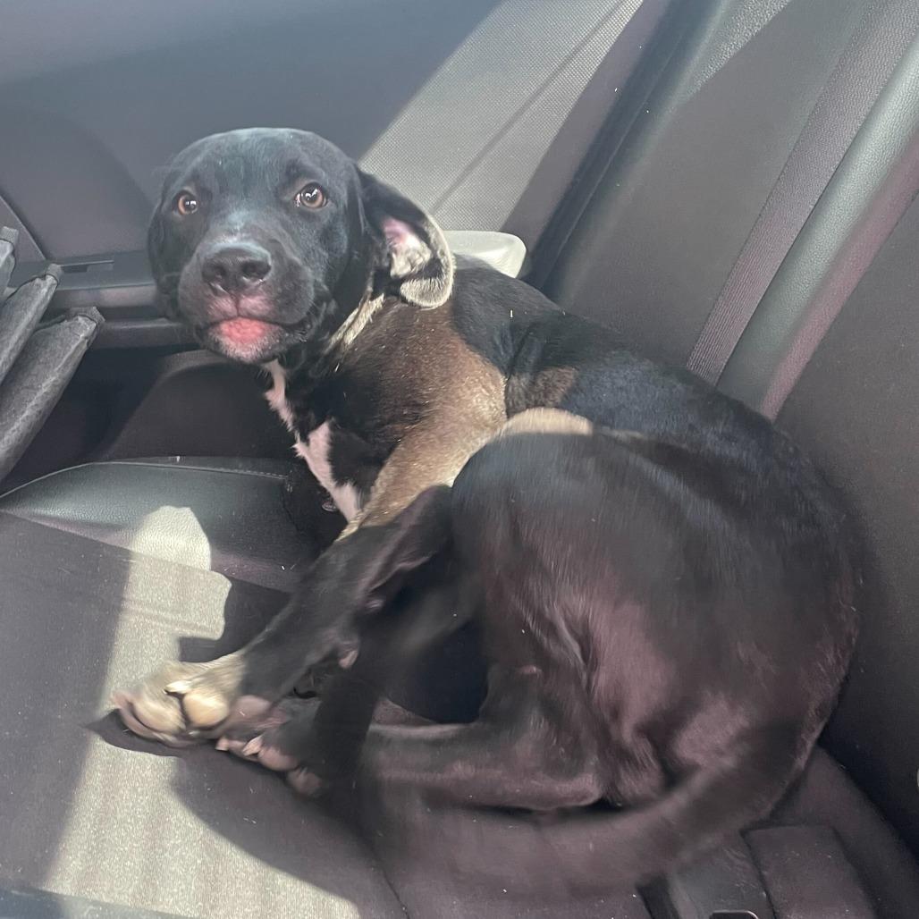 Enlarge Tatum, a Adoptable Black Labrador Retriever in Edinburg, TX image 1/6