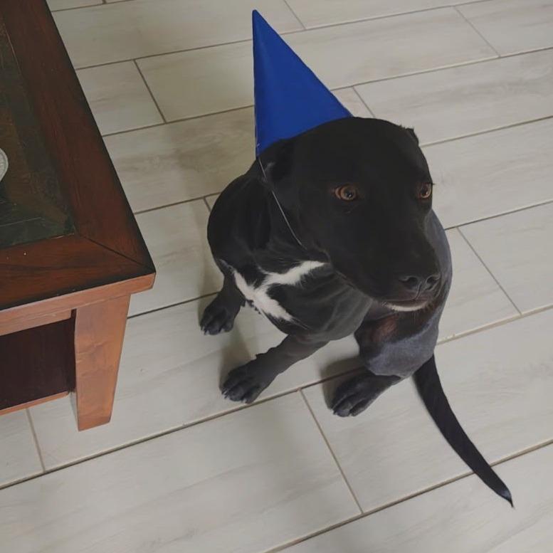 Enlarge Tatum, a Adoptable Black Labrador Retriever in Edinburg, TX image 2/6
