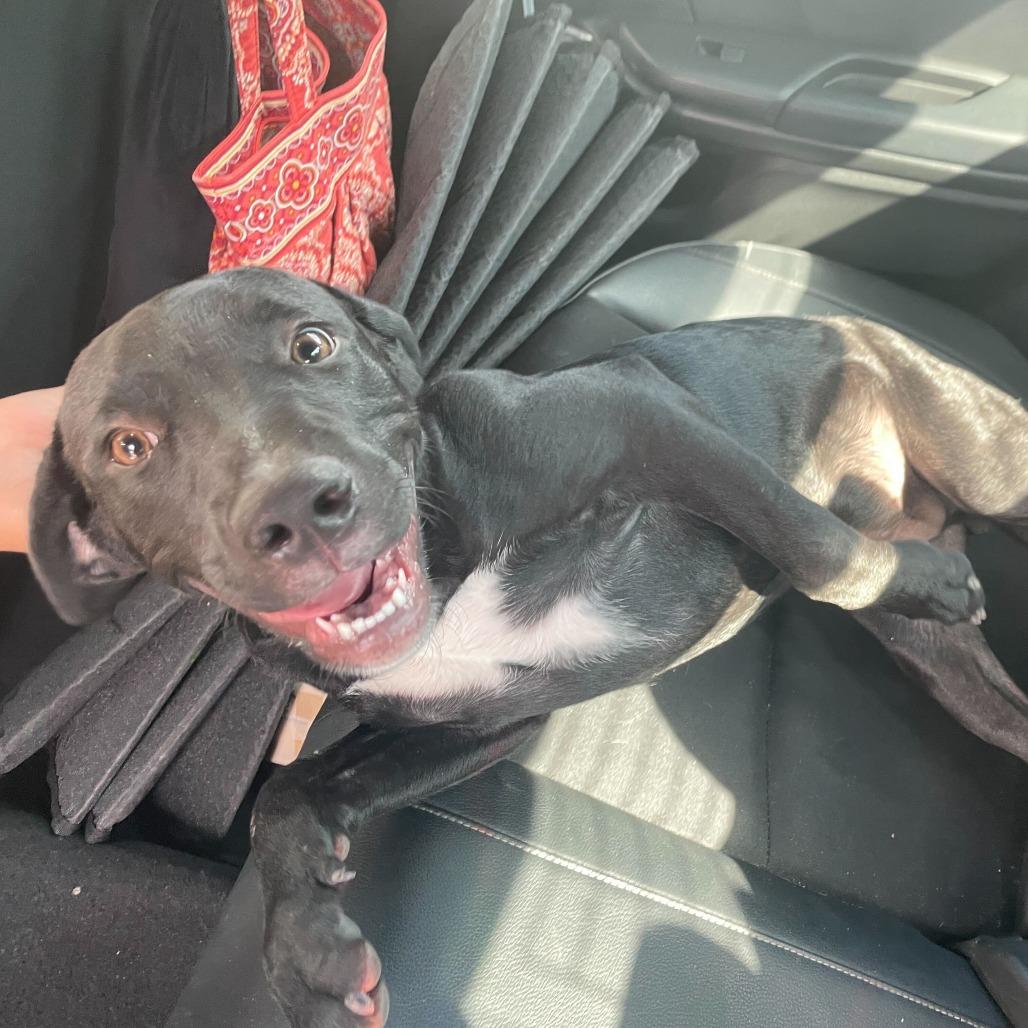 Enlarge Tatum, a Adoptable Black Labrador Retriever in Edinburg, TX image 4/6