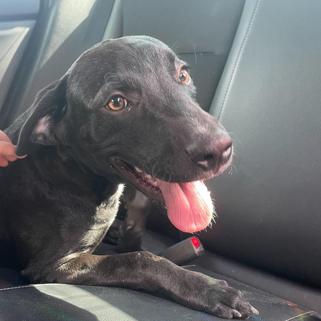 Enlarge Tatum, a Adoptable Black Labrador Retriever in Edinburg, TX image 5/6